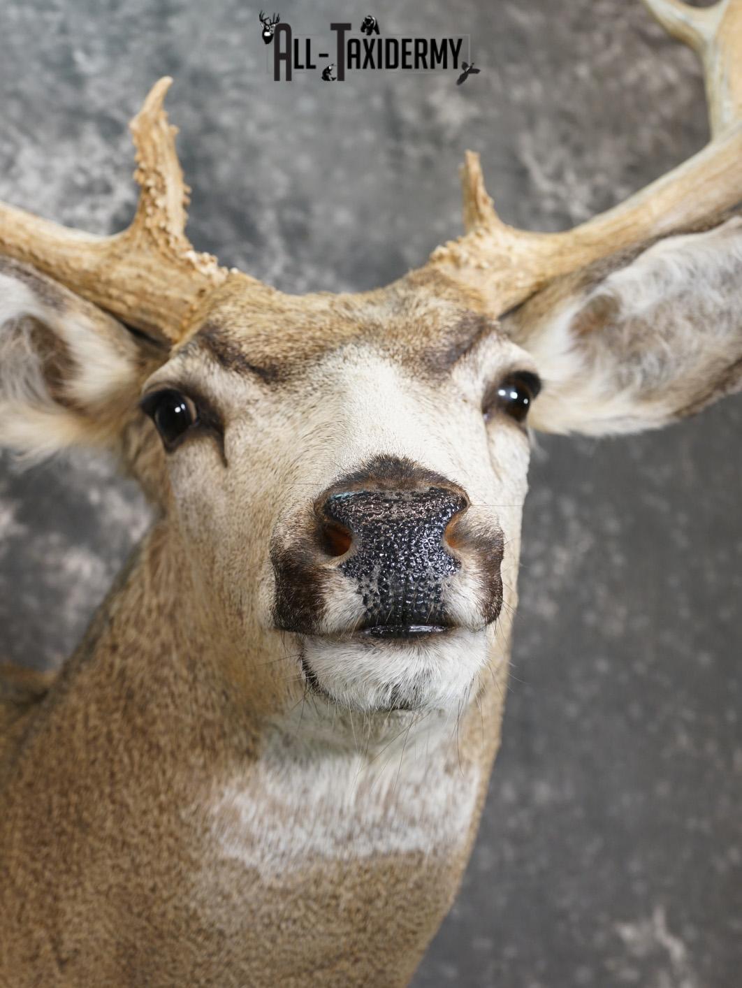 5x5 Mule deer taxidermy shoulder mount for sale SKU 2177 - Image 2