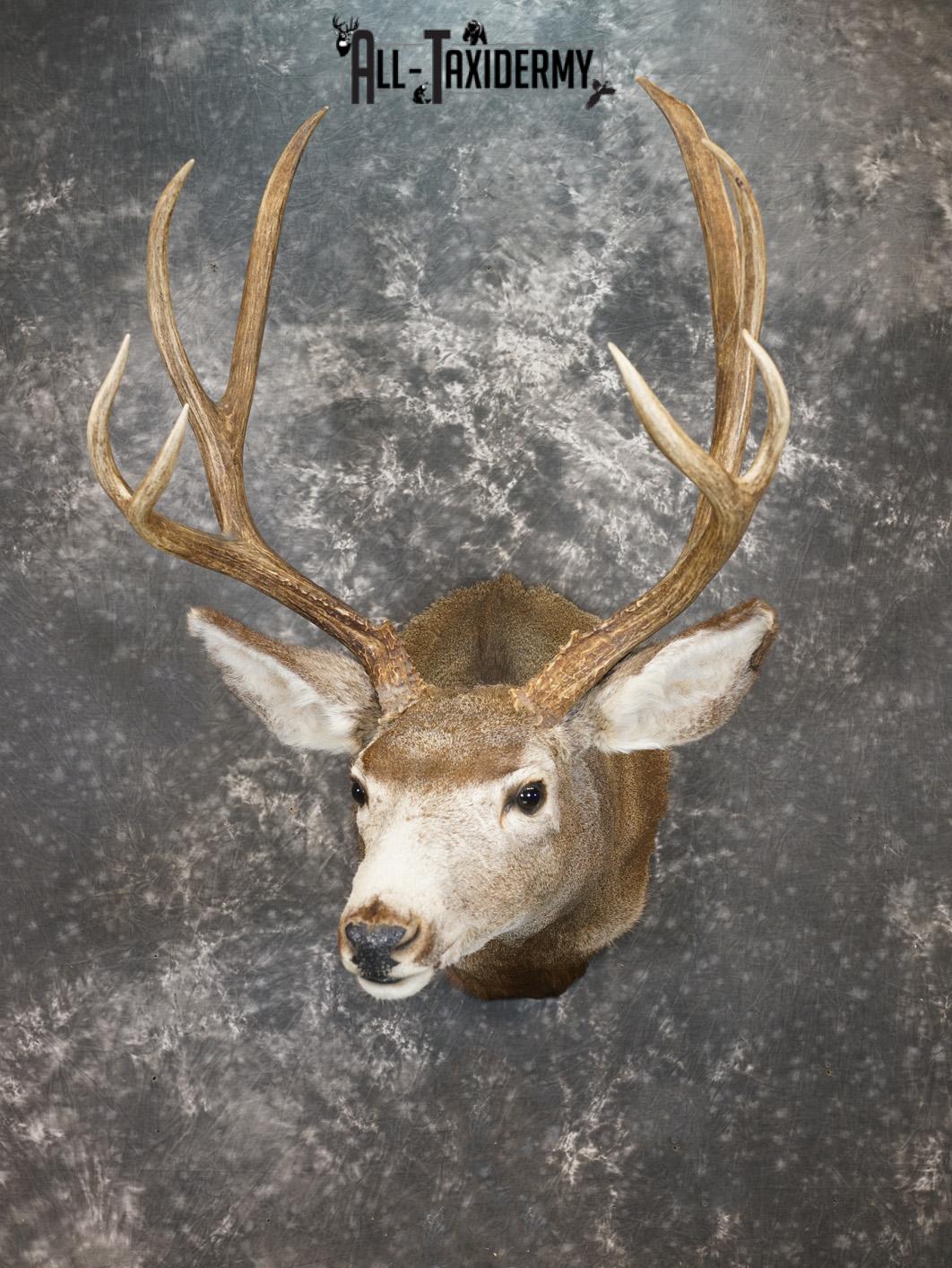 4x4 Mule deer taxidermy shoulder mount for sale SKU 2178