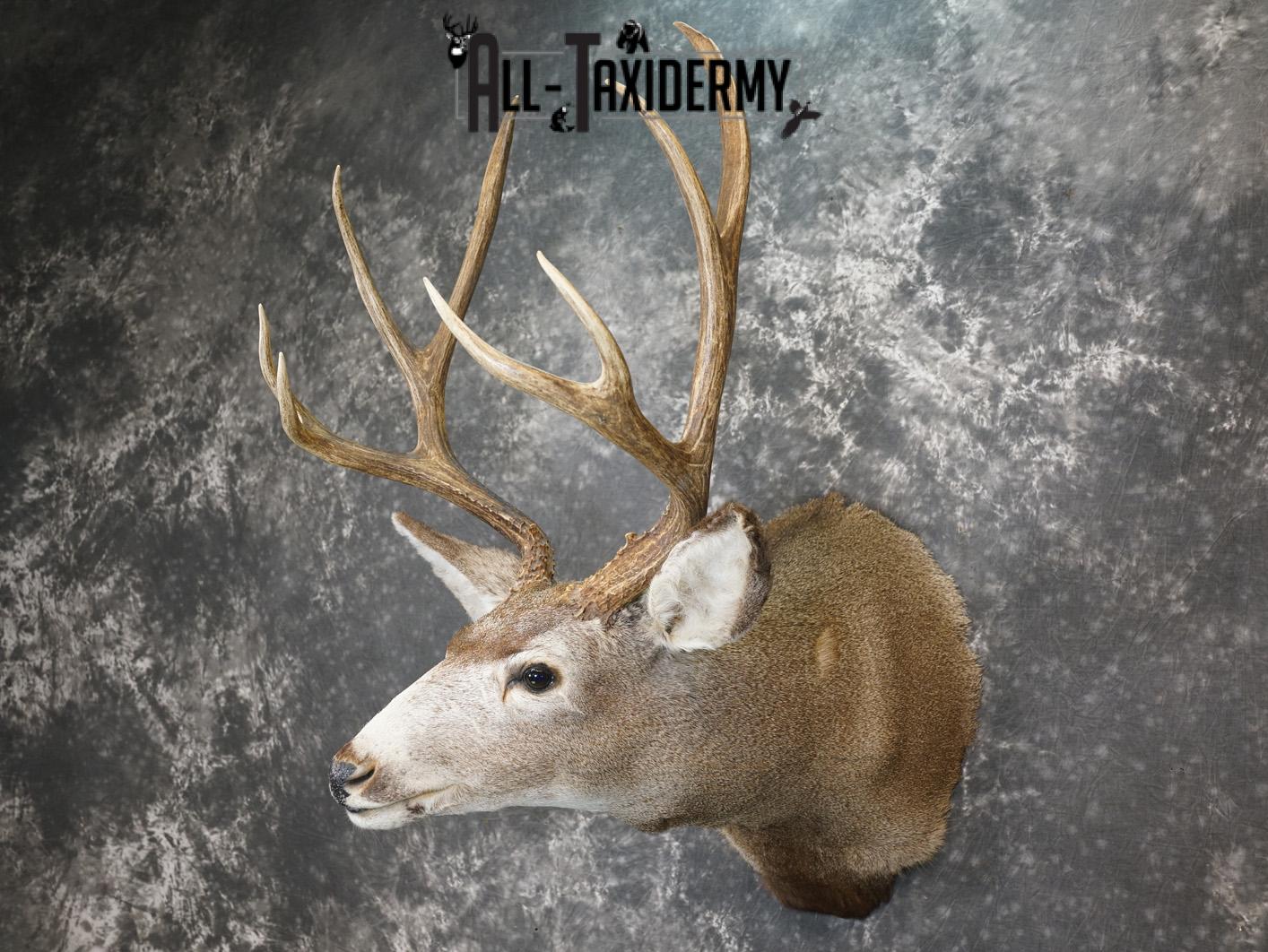 4x4 Mule deer taxidermy shoulder mount for sale SKU 2178 - Image 8