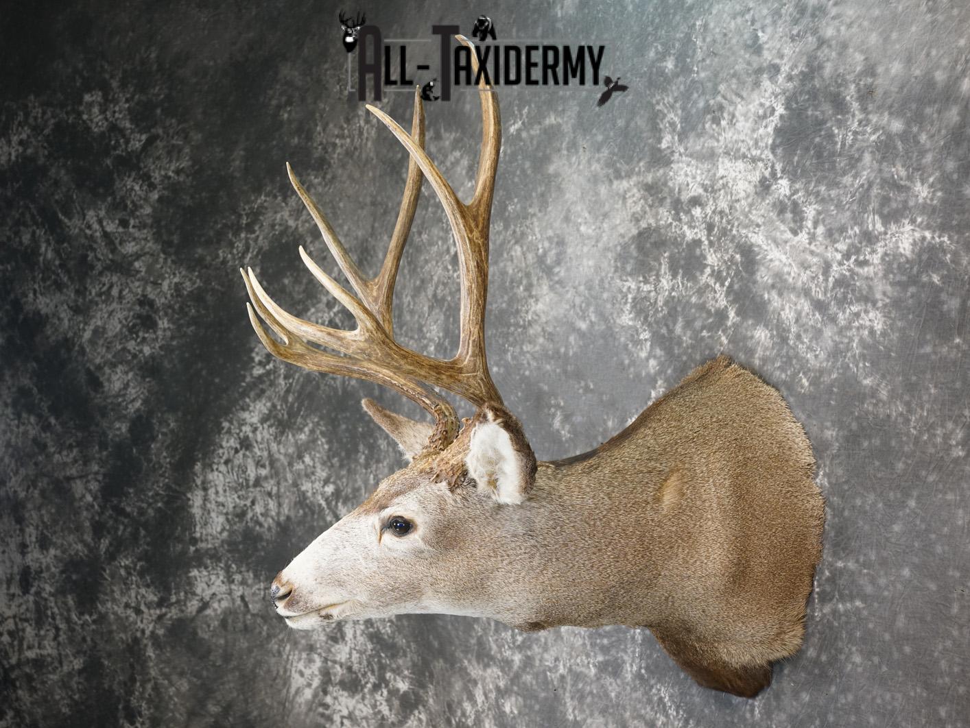 4x4 Mule deer taxidermy shoulder mount for sale SKU 2178 - Image 7