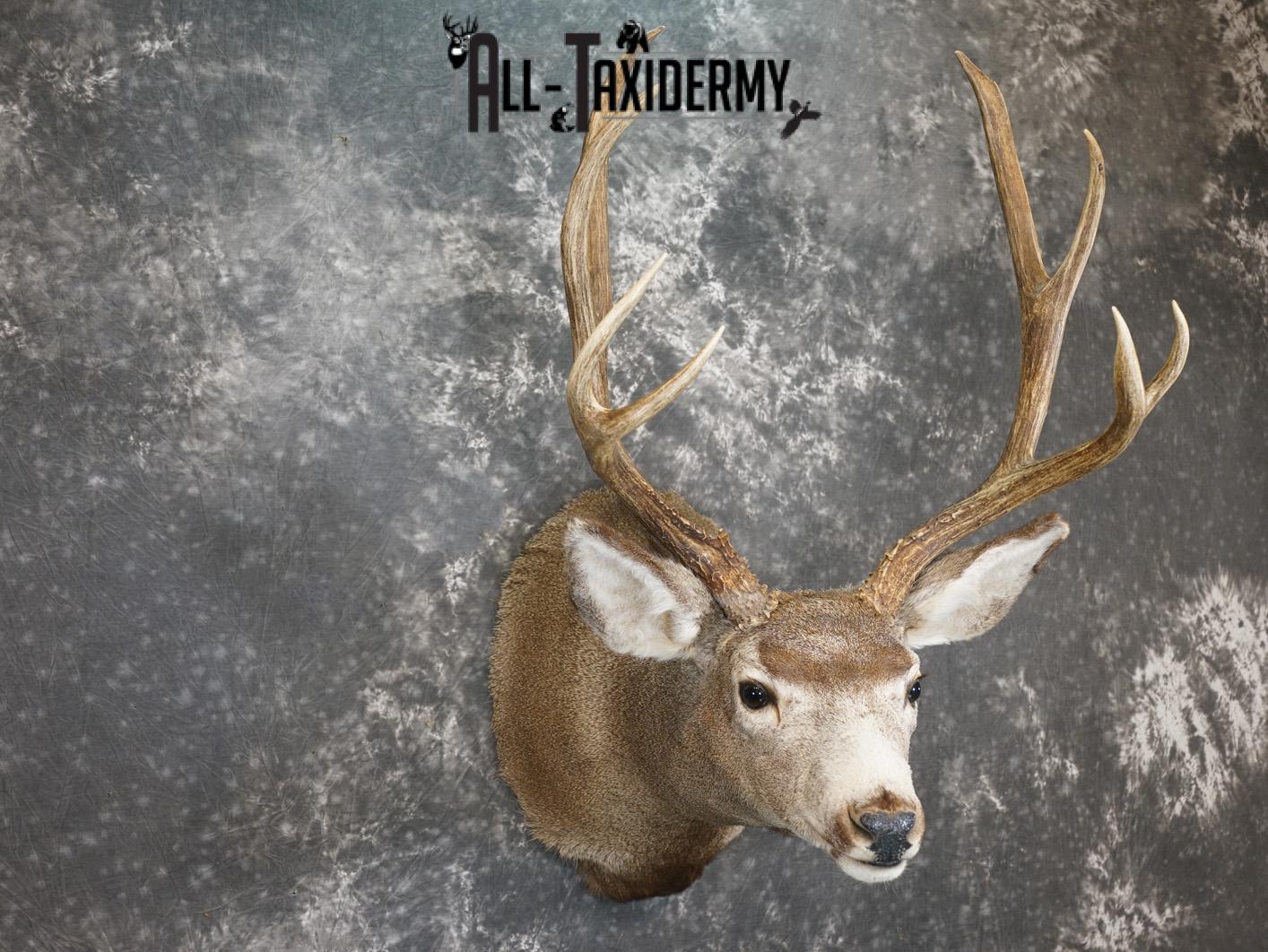 4x4 Mule deer taxidermy shoulder mount for sale SKU 2178 - Image 6