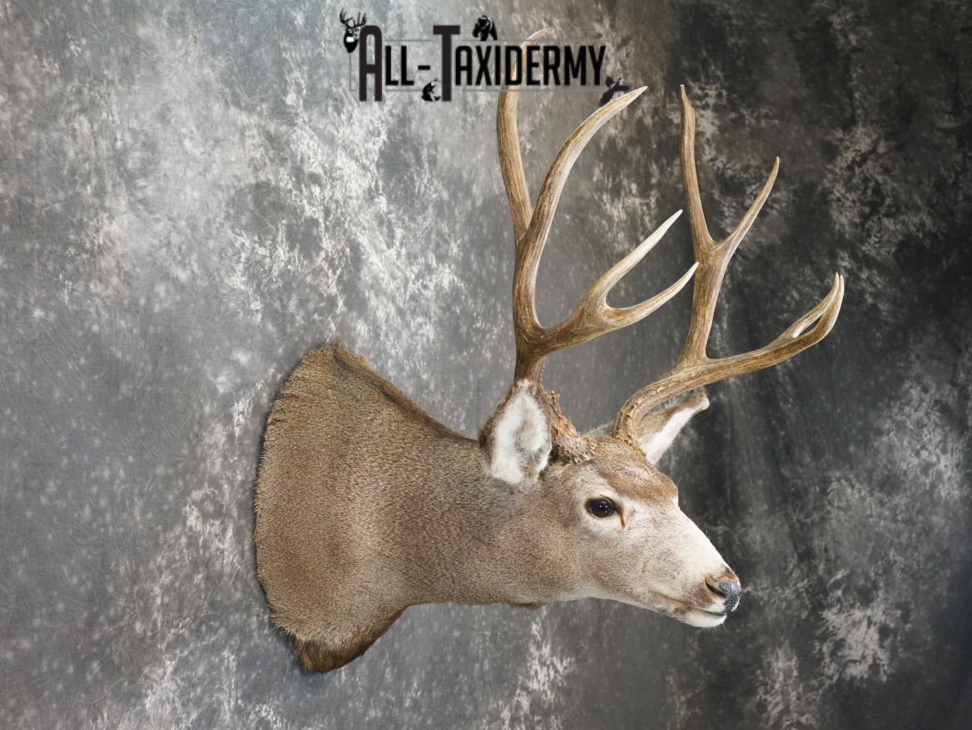 4x4 Mule deer taxidermy shoulder mount for sale SKU 2178 - Image 5