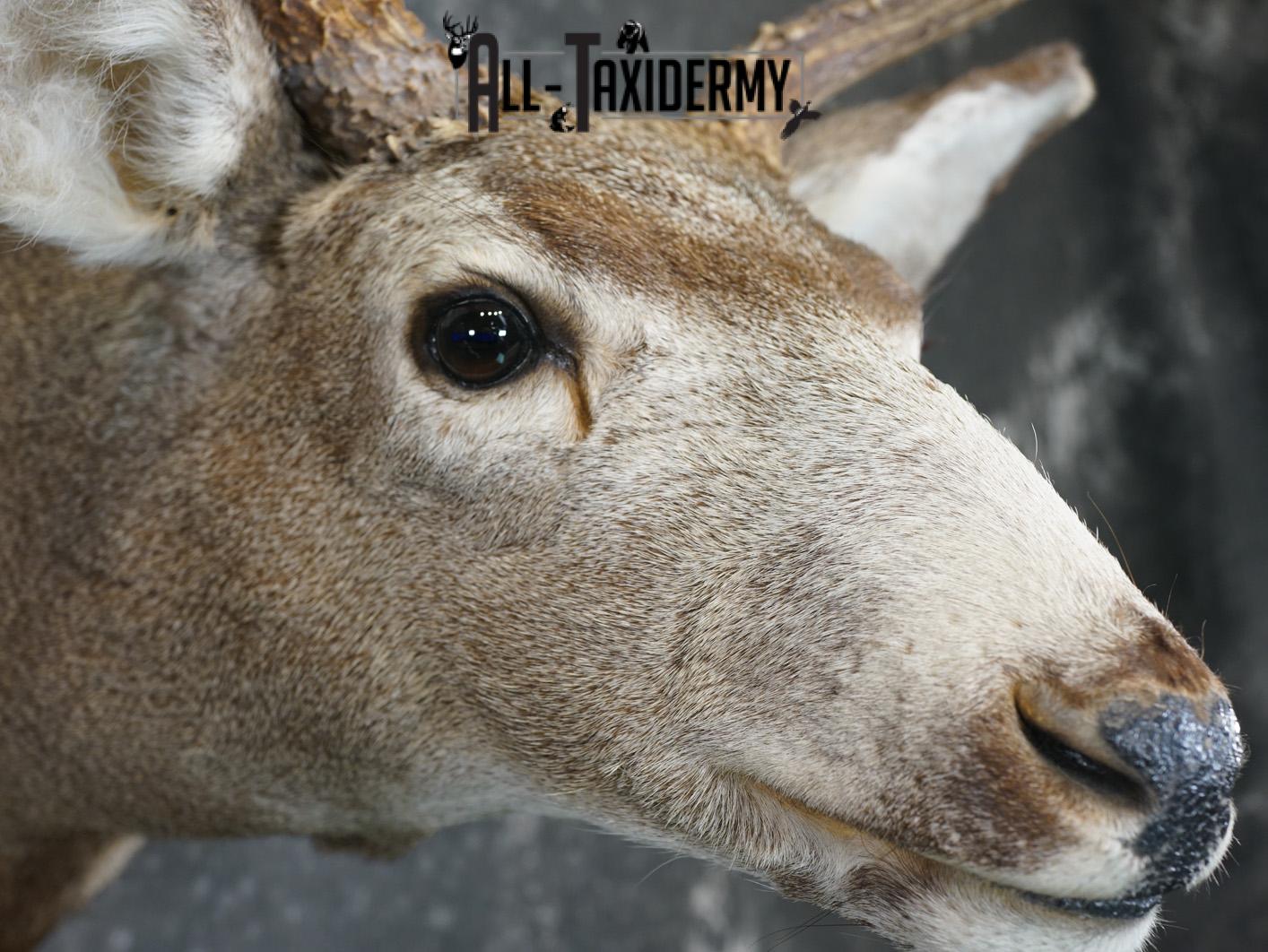 4x4 Mule deer taxidermy shoulder mount for sale SKU 2178 - Image 4