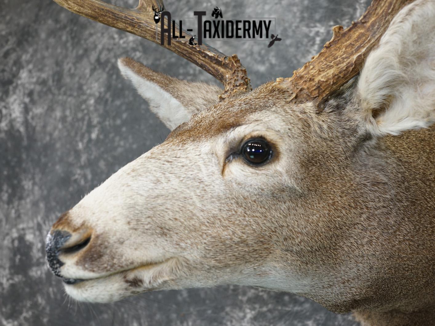 4x4 Mule deer taxidermy shoulder mount for sale SKU 2178 - Image 3