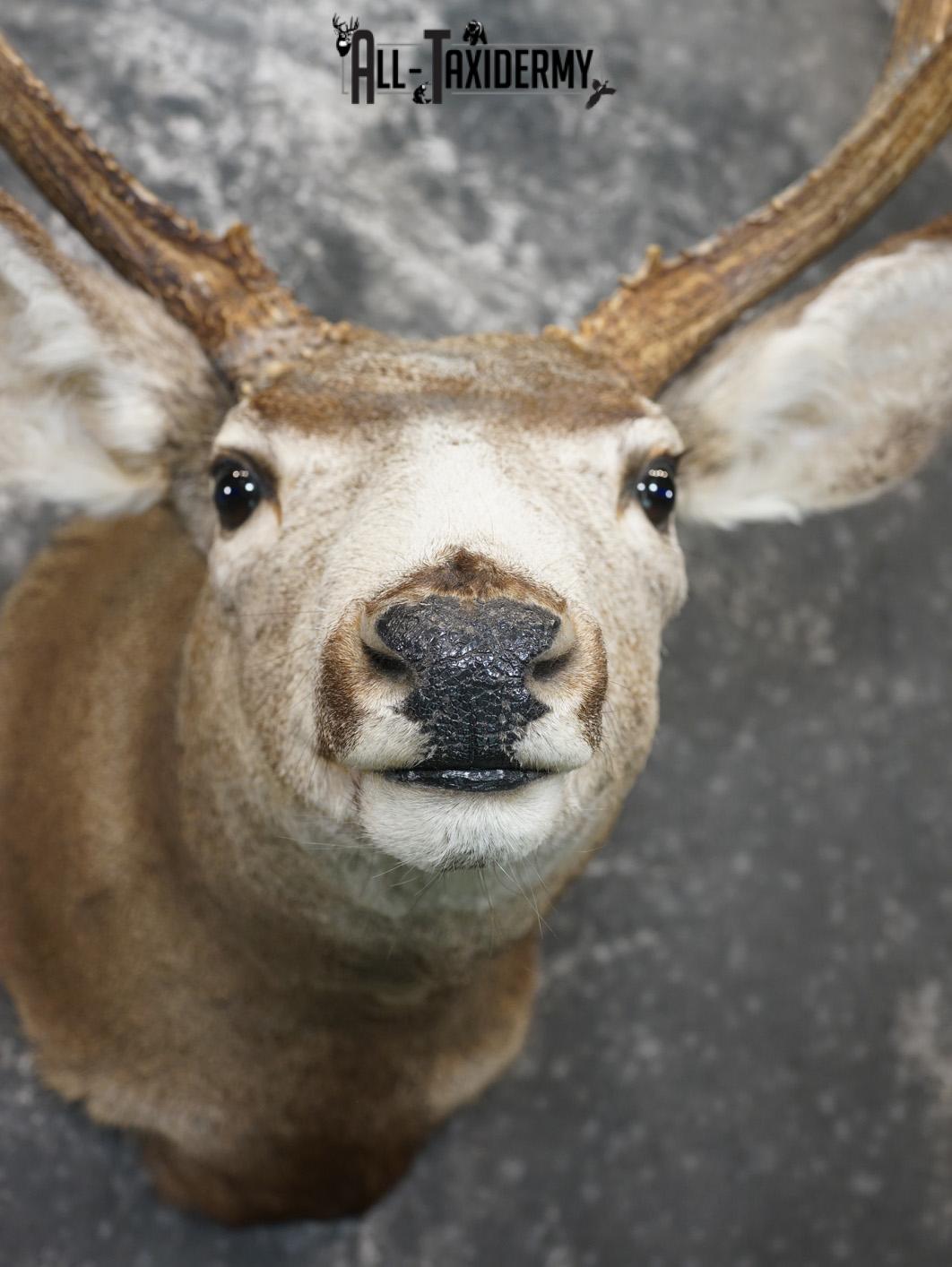 4x4 Mule deer taxidermy shoulder mount for sale SKU 2178 - Image 2