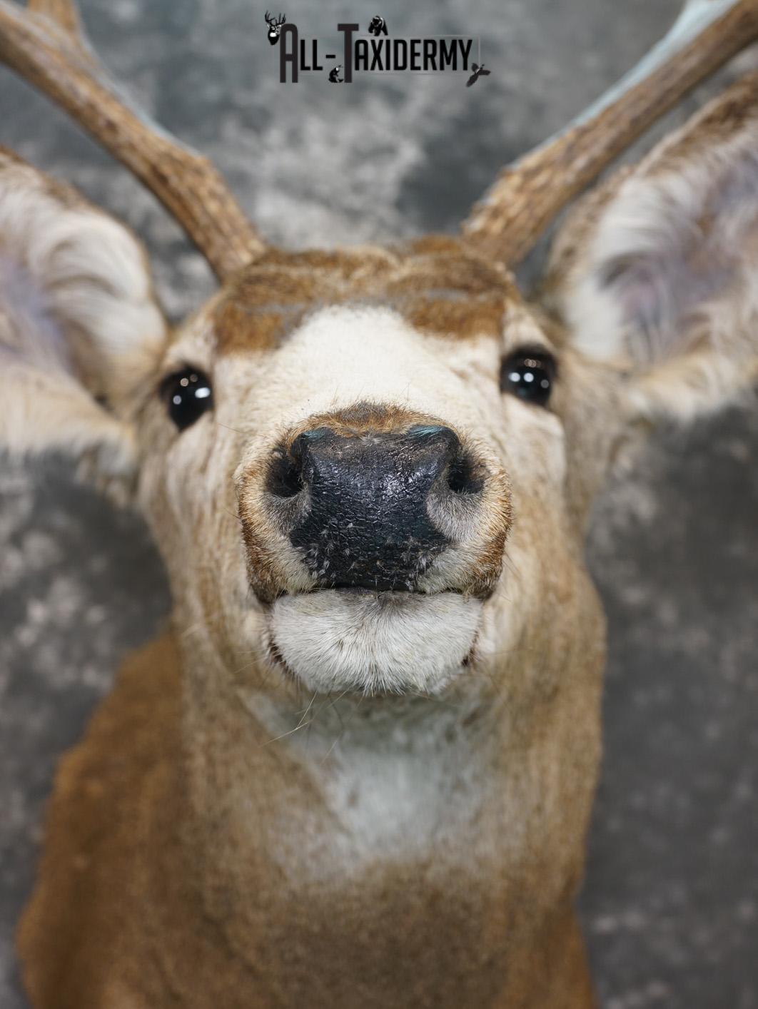 5x4 Point Mule deer taxidermy shoulder mount for sale SKU 2164 - Image 2