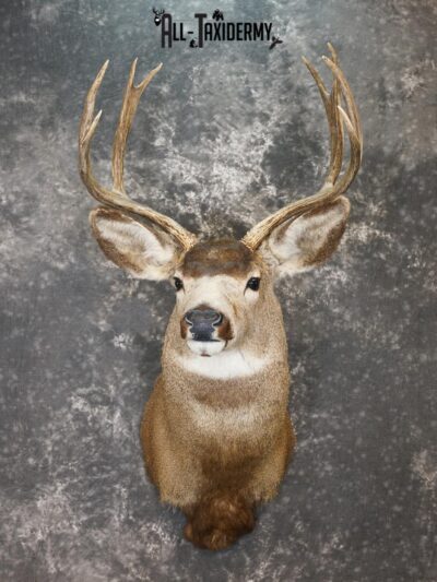 8 Point Mule deer taxidermy shoulder mount for sale SKU 2165