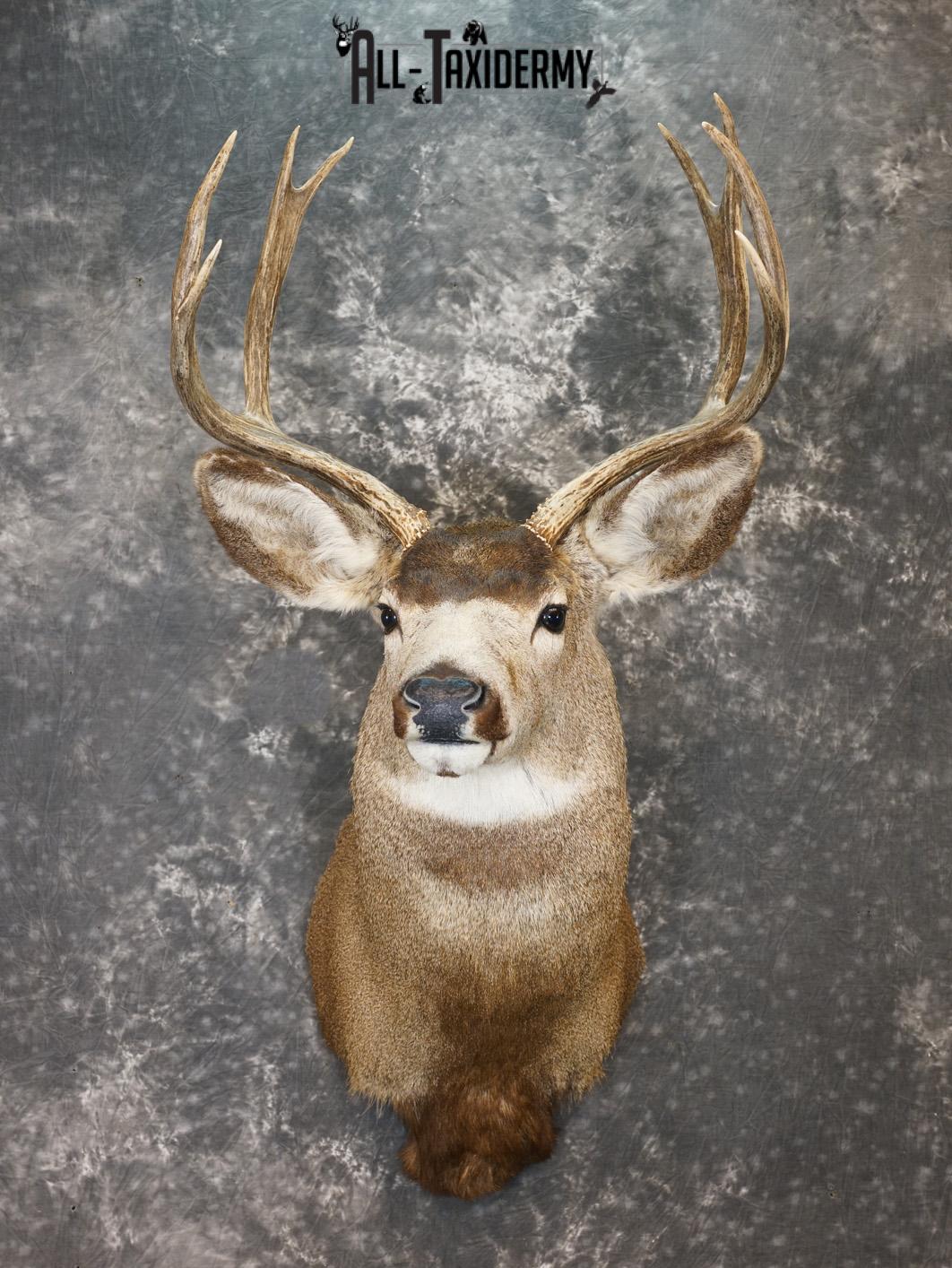 8 Point Mule deer taxidermy shoulder mount for sale SKU 2165