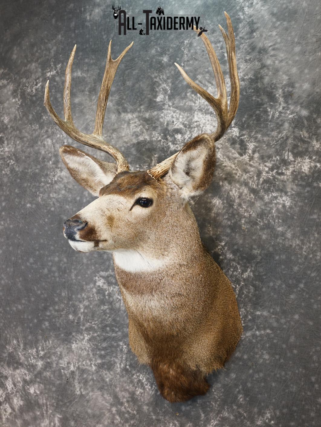 8 Point Mule deer taxidermy shoulder mount for sale SKU 2165 - Image 8