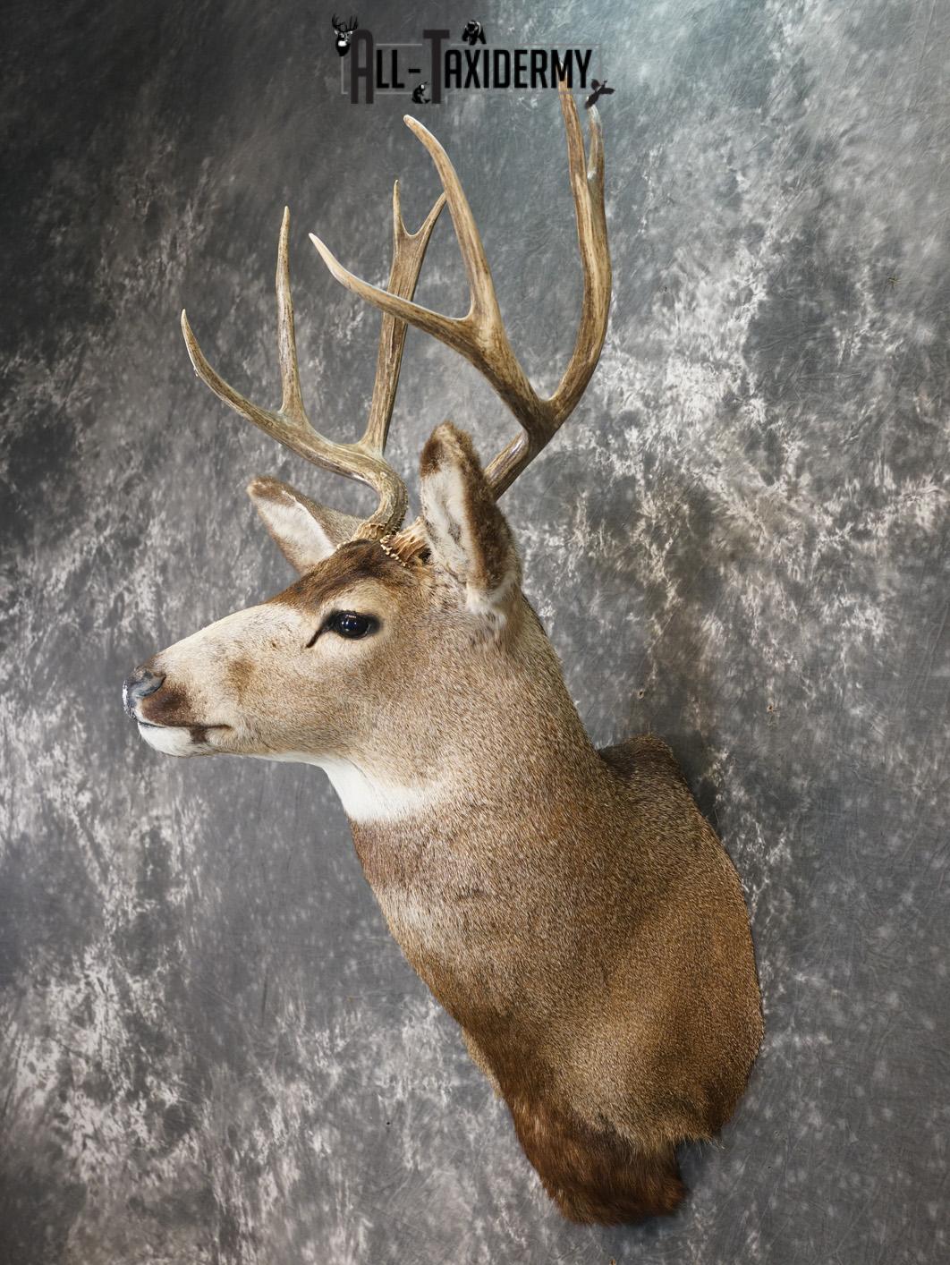 8 Point Mule deer taxidermy shoulder mount for sale SKU 2165 - Image 7