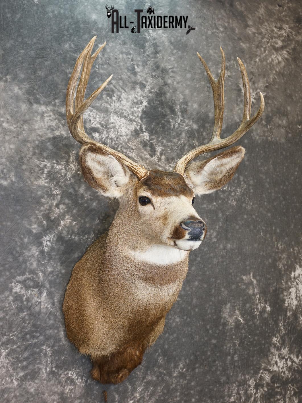 8 Point Mule deer taxidermy shoulder mount for sale SKU 2165 - Image 6