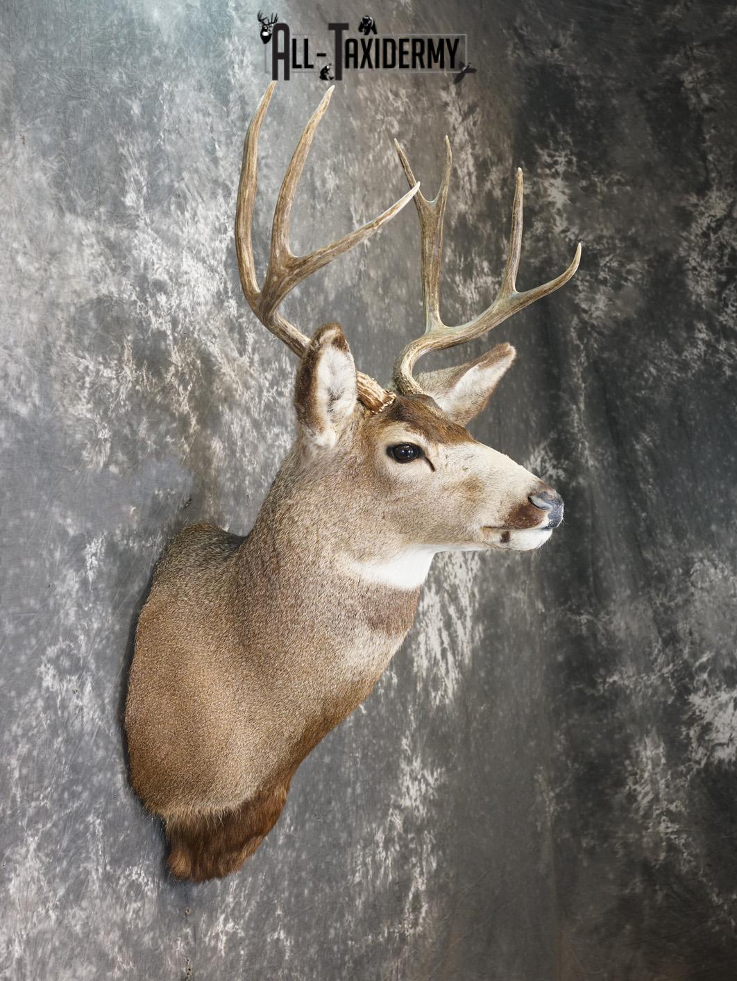 8 Point Mule deer taxidermy shoulder mount for sale SKU 2165 - Image 5