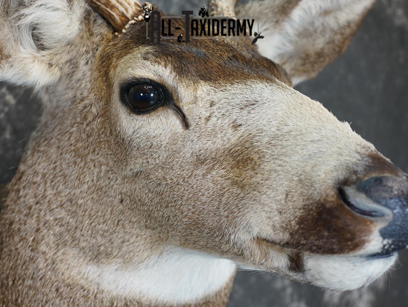 8 Point Mule deer taxidermy shoulder mount for sale SKU 2165 - Image 4