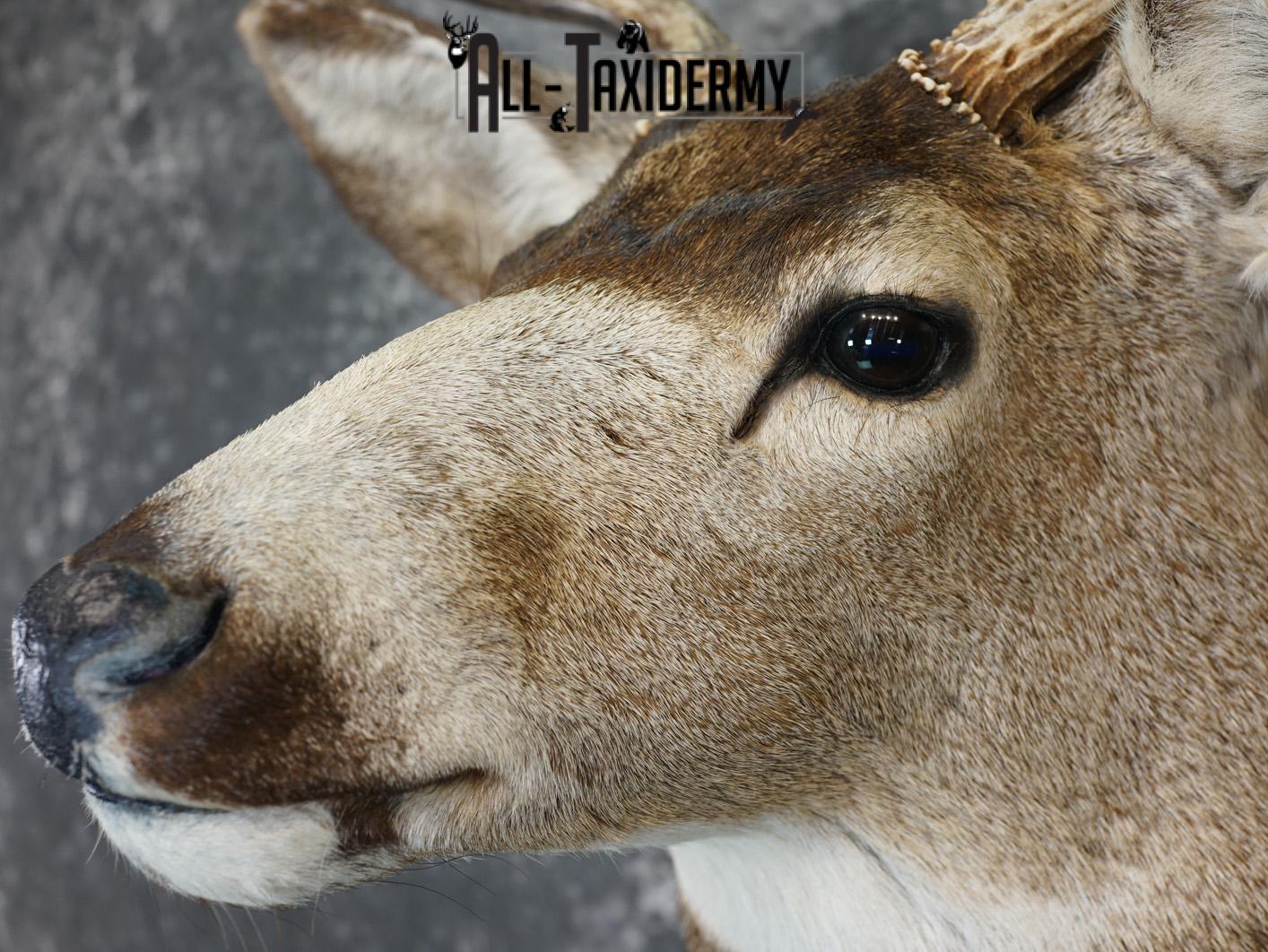 8 Point Mule deer taxidermy shoulder mount for sale SKU 2165 - Image 3