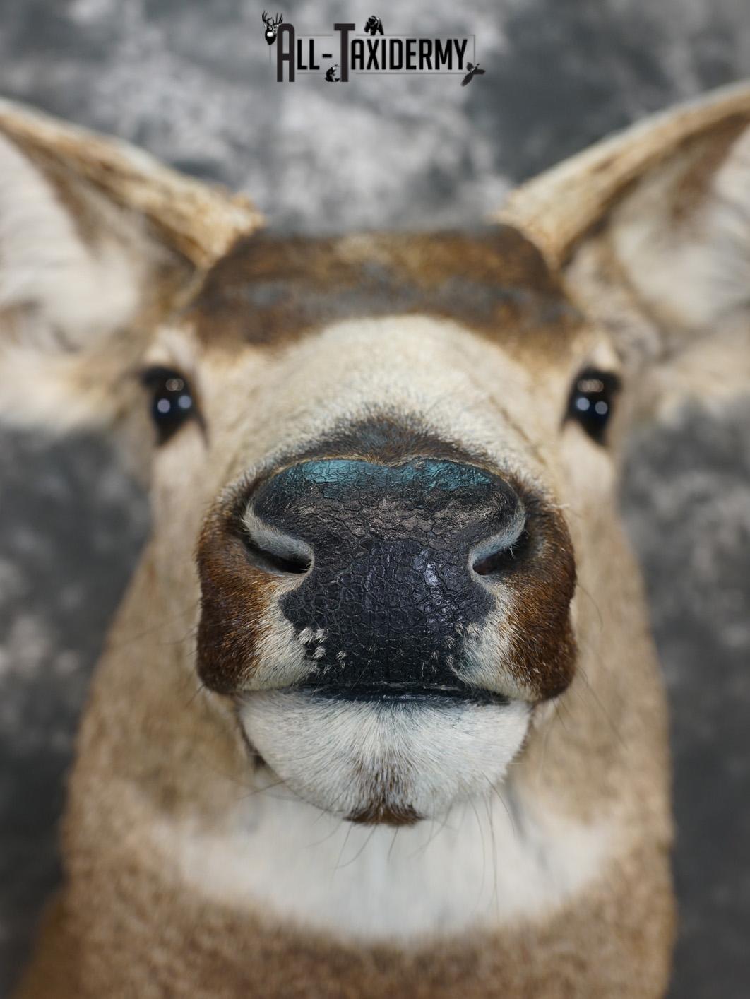 8 Point Mule deer taxidermy shoulder mount for sale SKU 2165 - Image 2