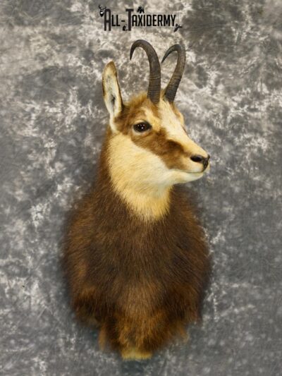 Balkan Chamois Taxidermy Silver Shoulder Mount SKU 2213
