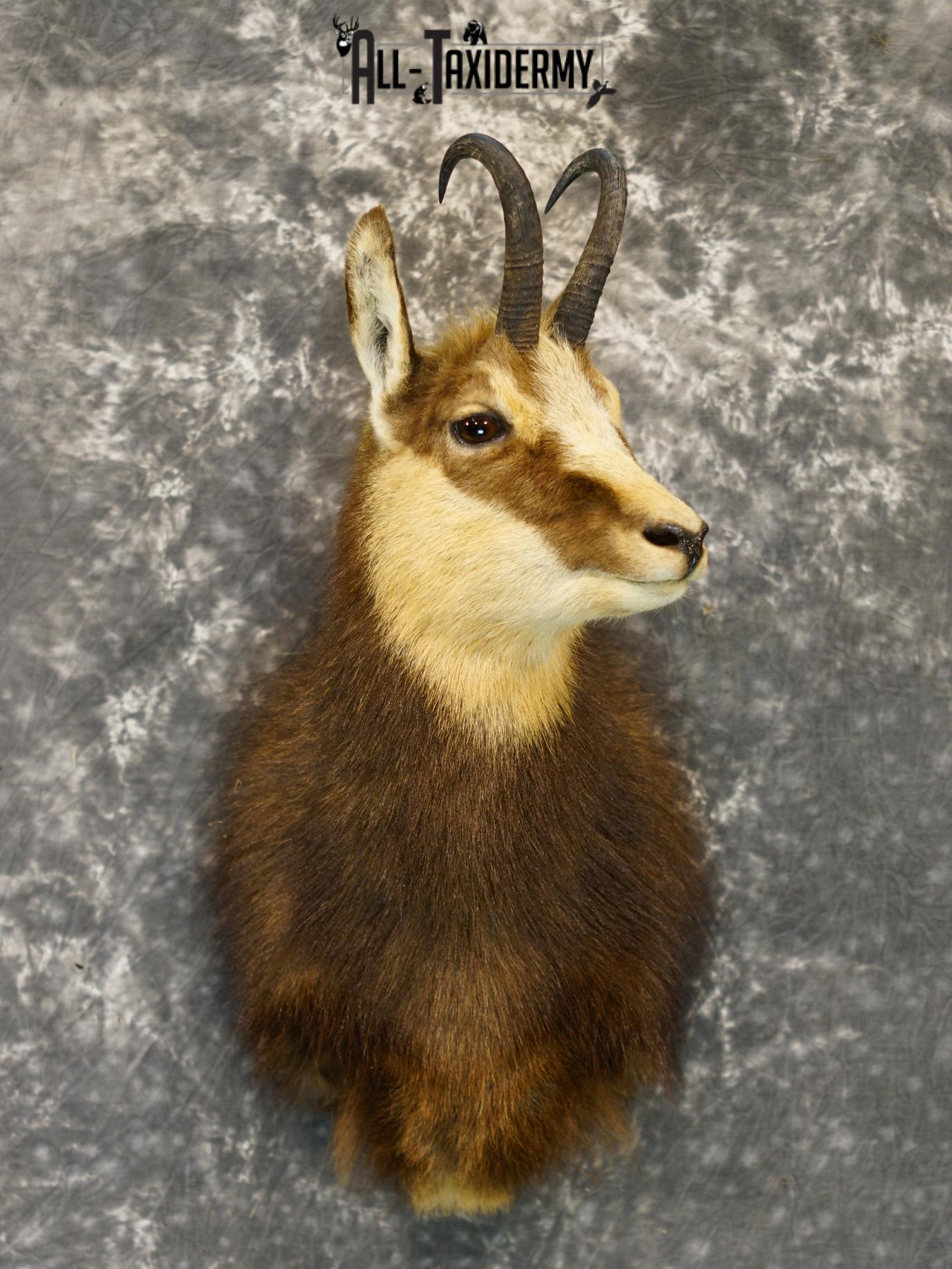 Balkan Chamois Taxidermy Silver Shoulder Mount SKU 2213