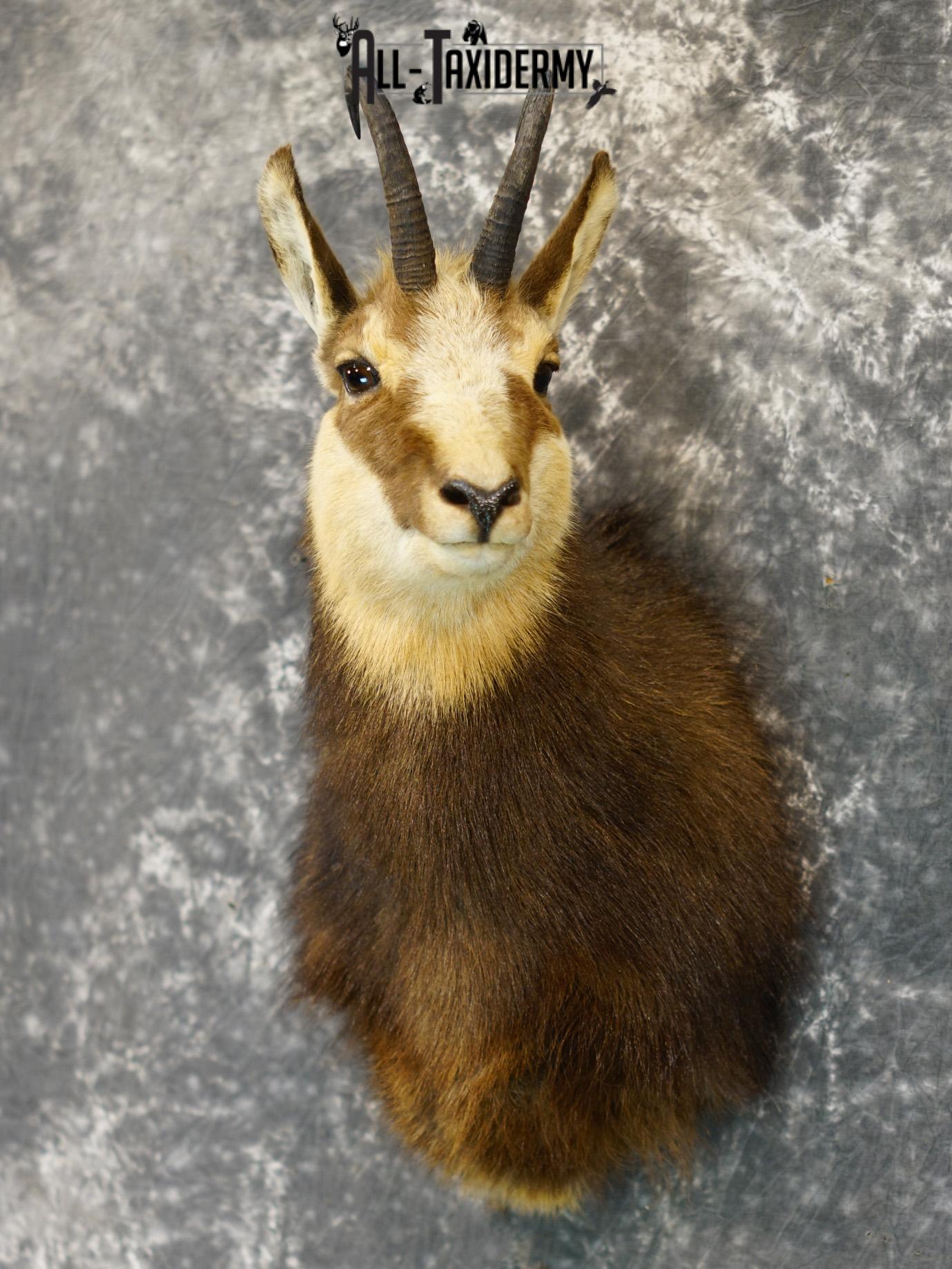 Balkan Chamois Taxidermy Silver Shoulder Mount SKU 2213 - Image 8