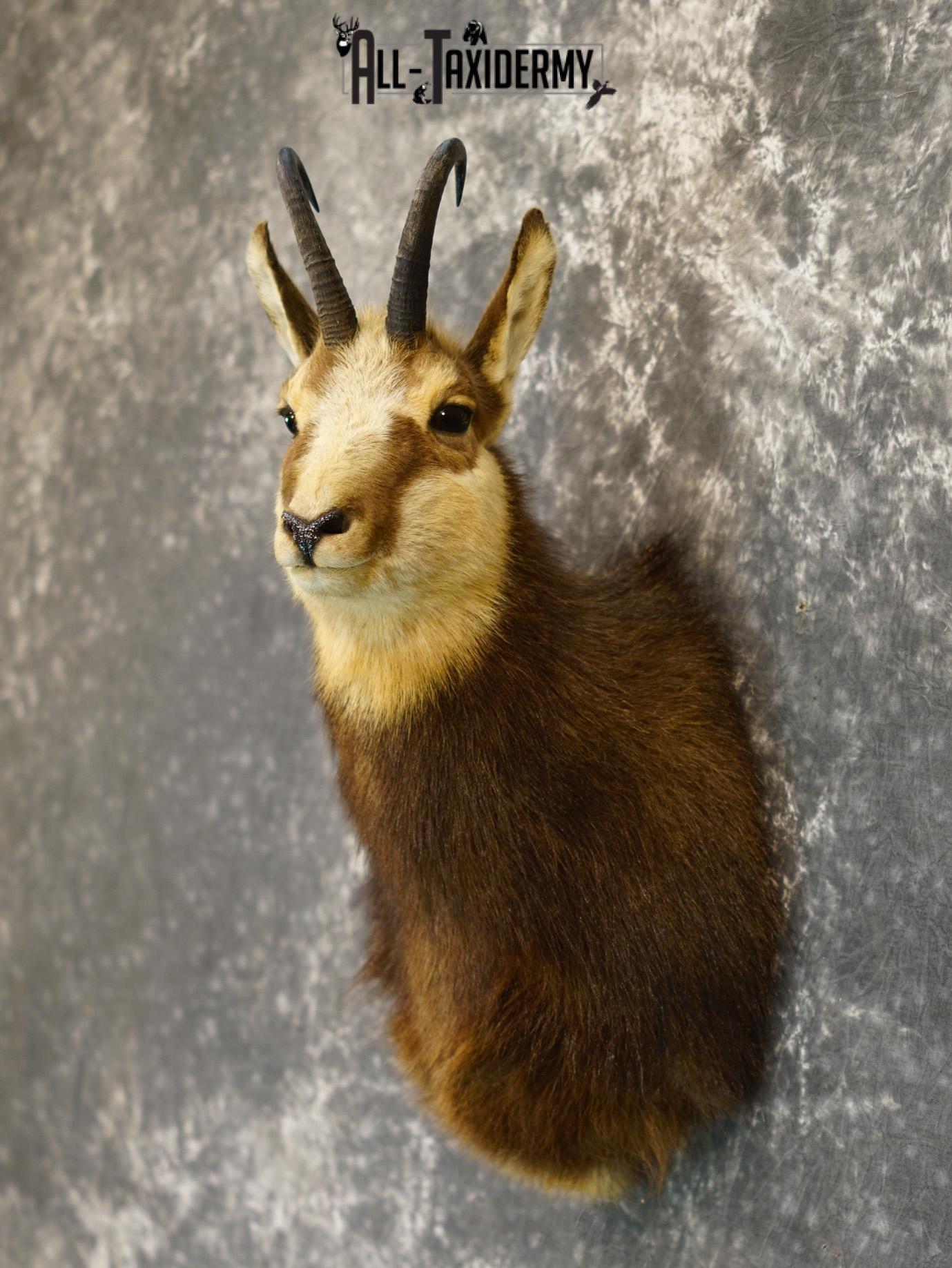 Balkan Chamois Taxidermy Silver Shoulder Mount SKU 2213 - Image 7