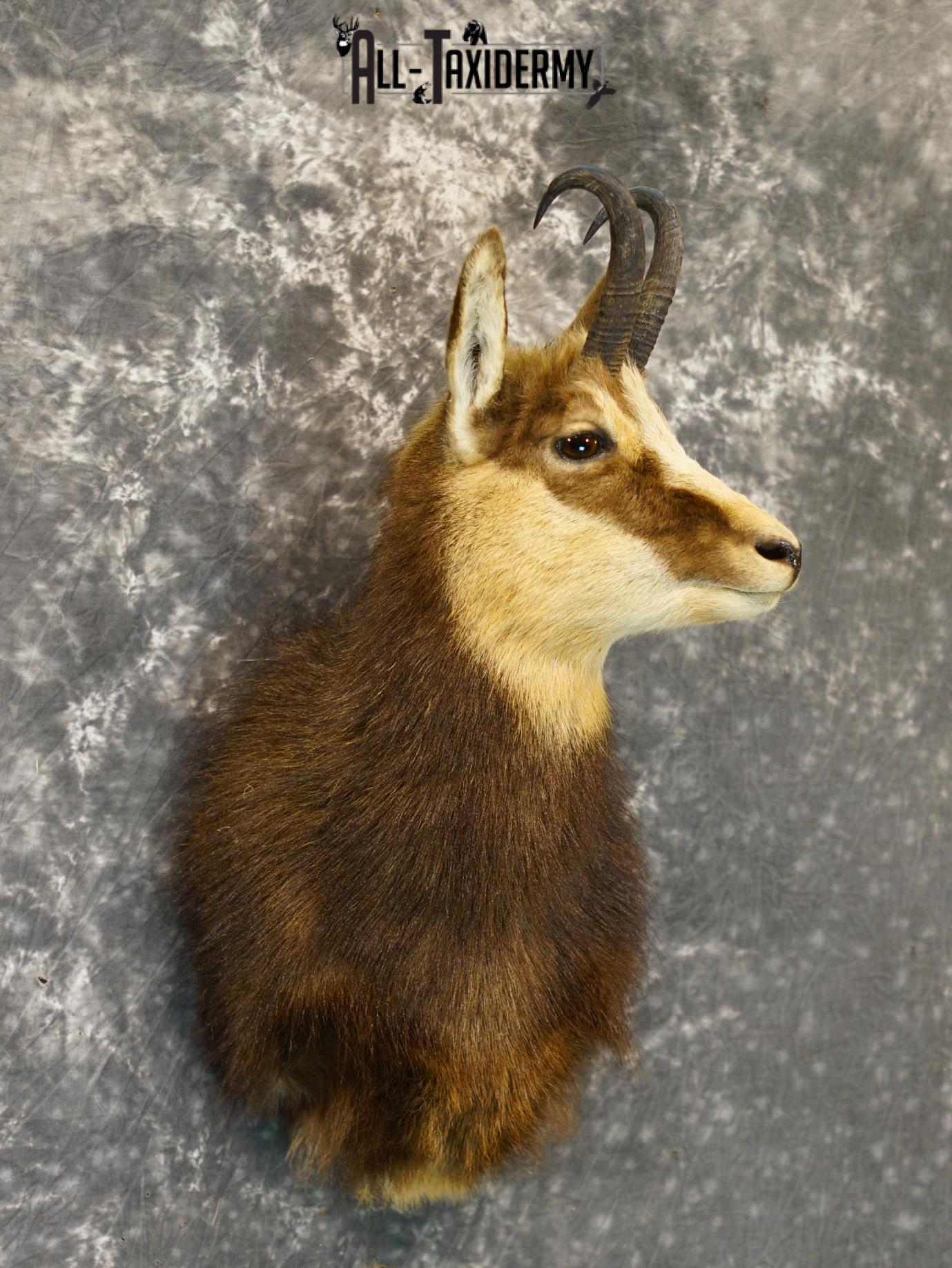 Balkan Chamois Taxidermy Silver Shoulder Mount SKU 2213 - Image 6