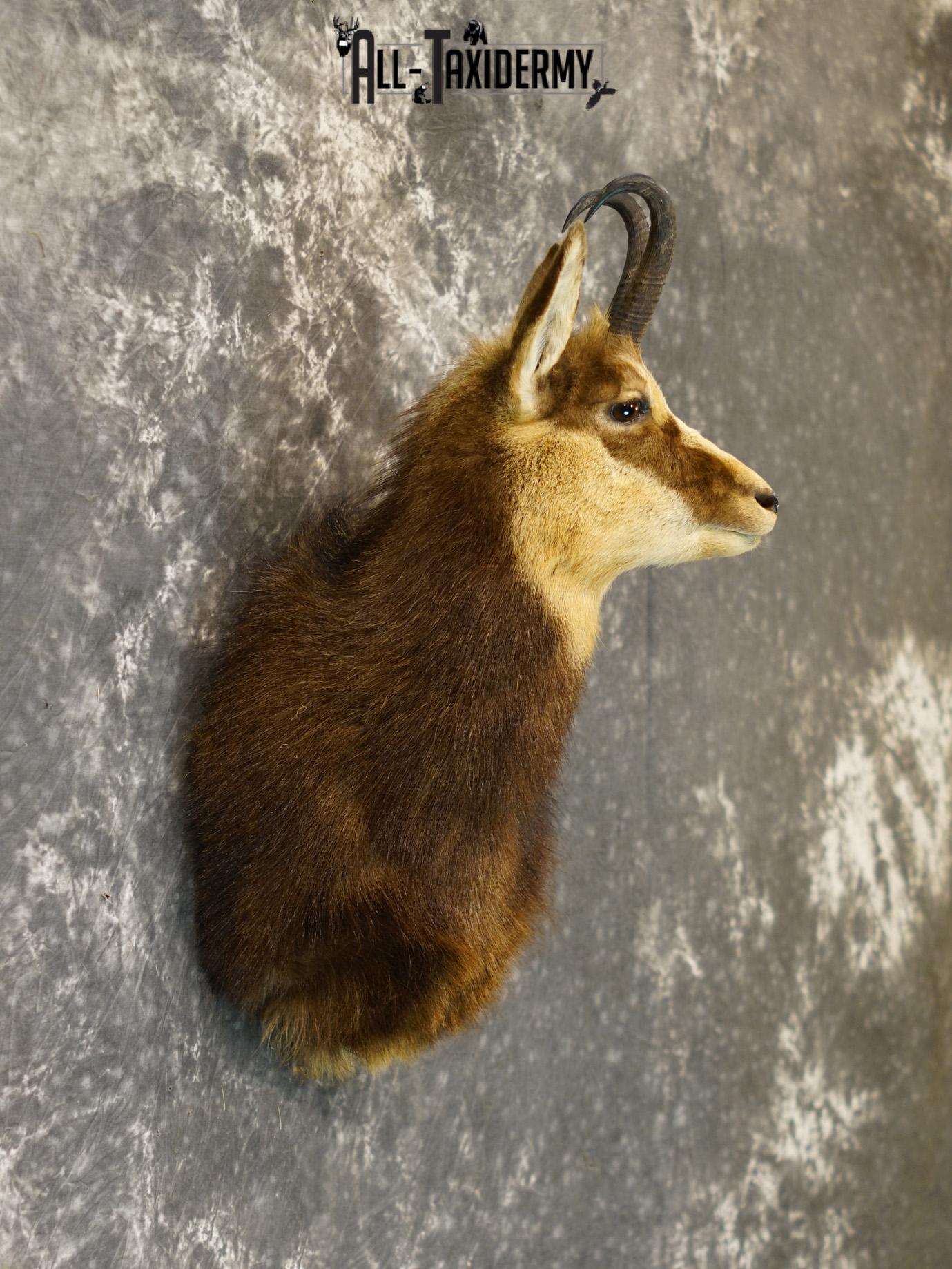 Balkan Chamois Taxidermy Silver Shoulder Mount SKU 2213 - Image 5