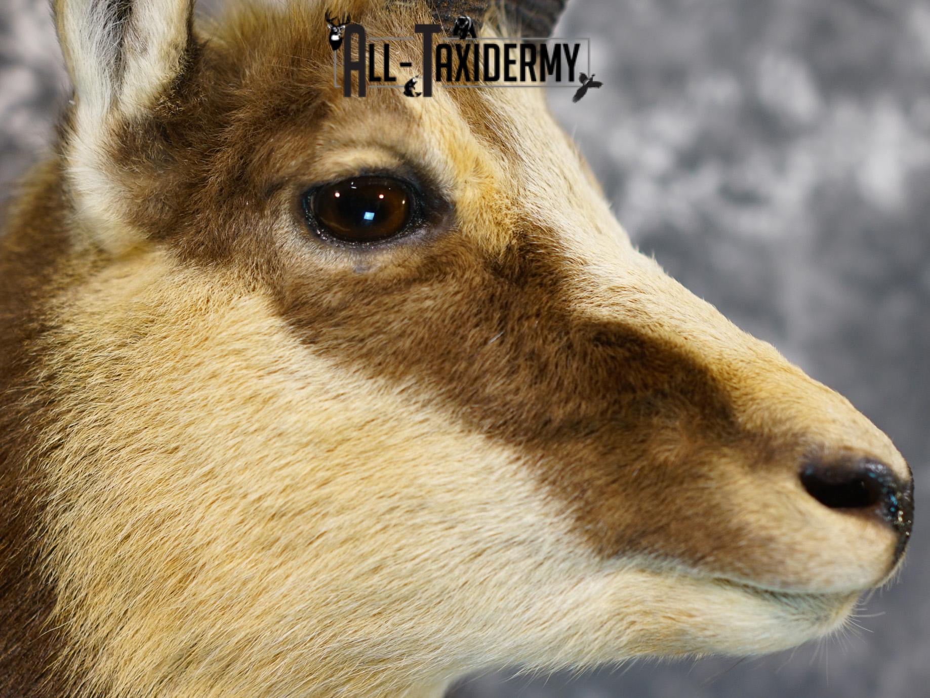 Balkan Chamois Taxidermy Silver Shoulder Mount SKU 2213 - Image 4