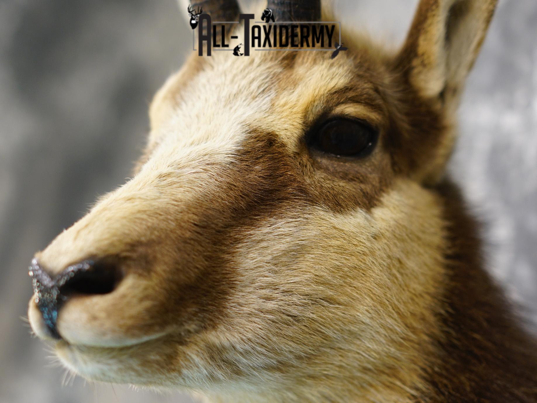 Balkan Chamois Taxidermy Silver Shoulder Mount SKU 2213 - Image 3