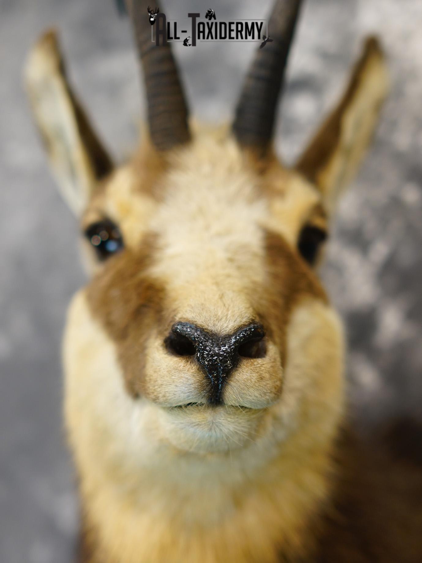 Balkan Chamois Taxidermy Silver Shoulder Mount SKU 2213 - Image 2