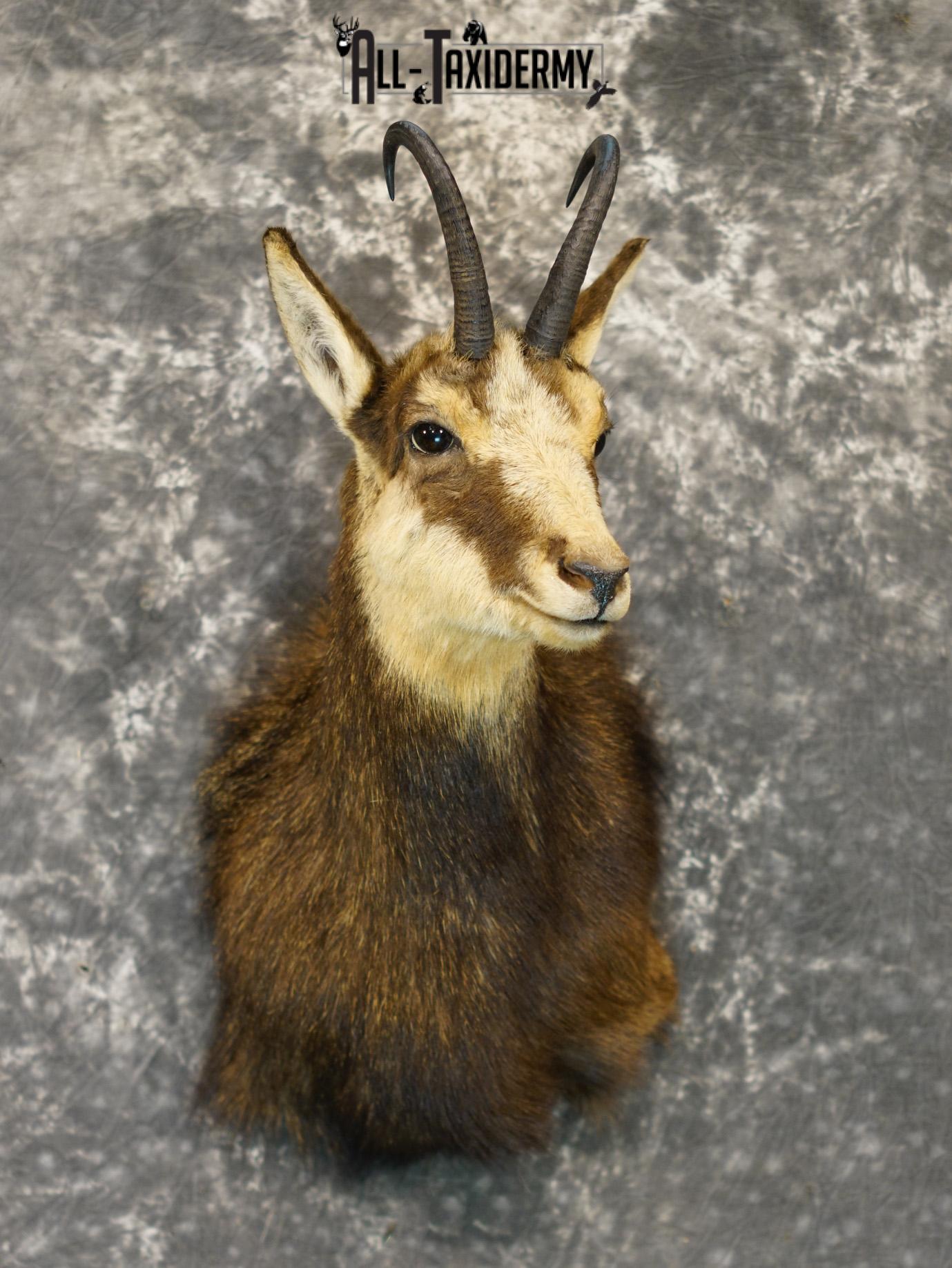 Balkan Chamois Taxidermy Bronze Shoulder Mount SKU 2214