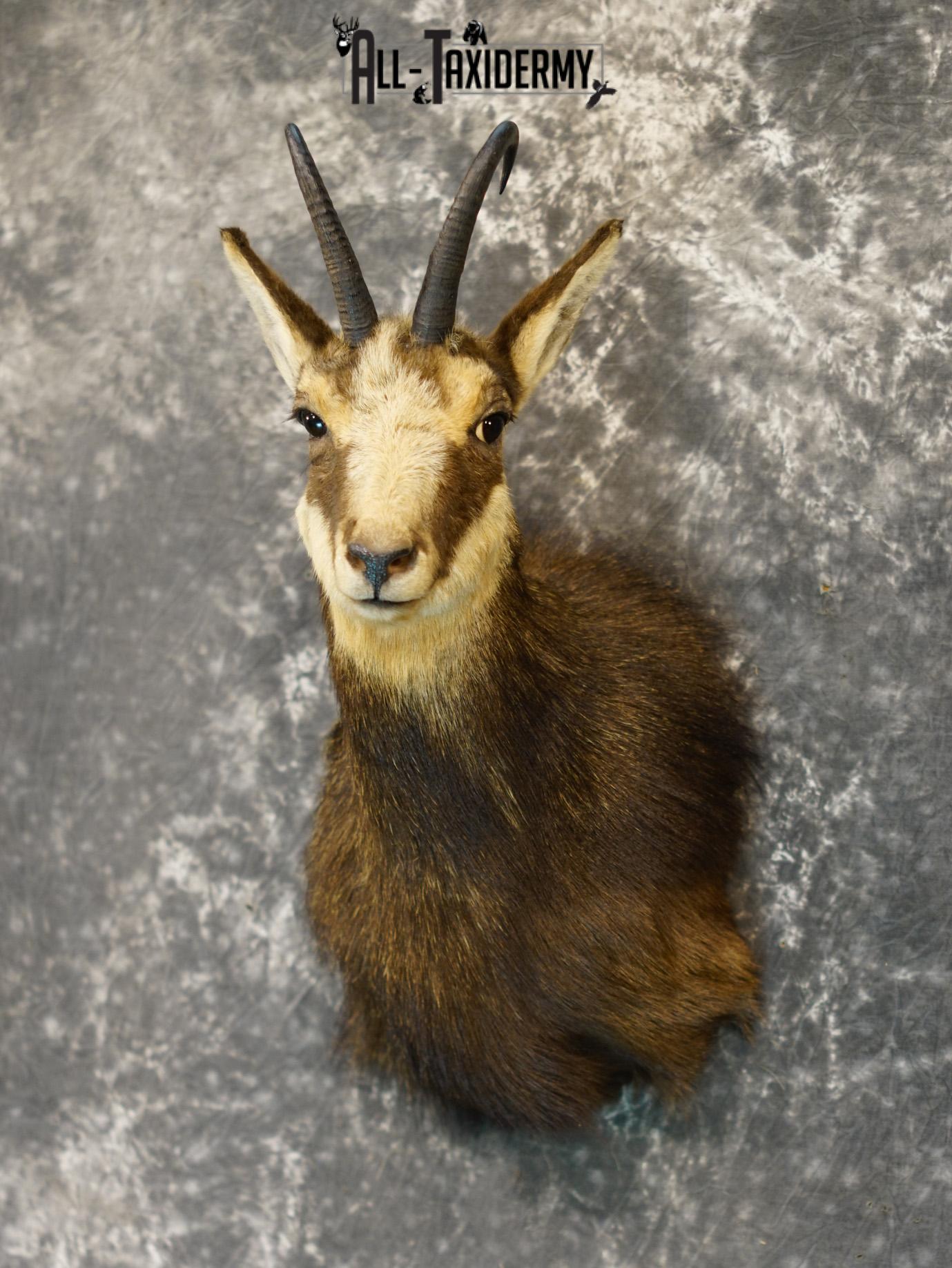 Balkan Chamois Taxidermy Bronze Shoulder Mount SKU 2214 - Image 8