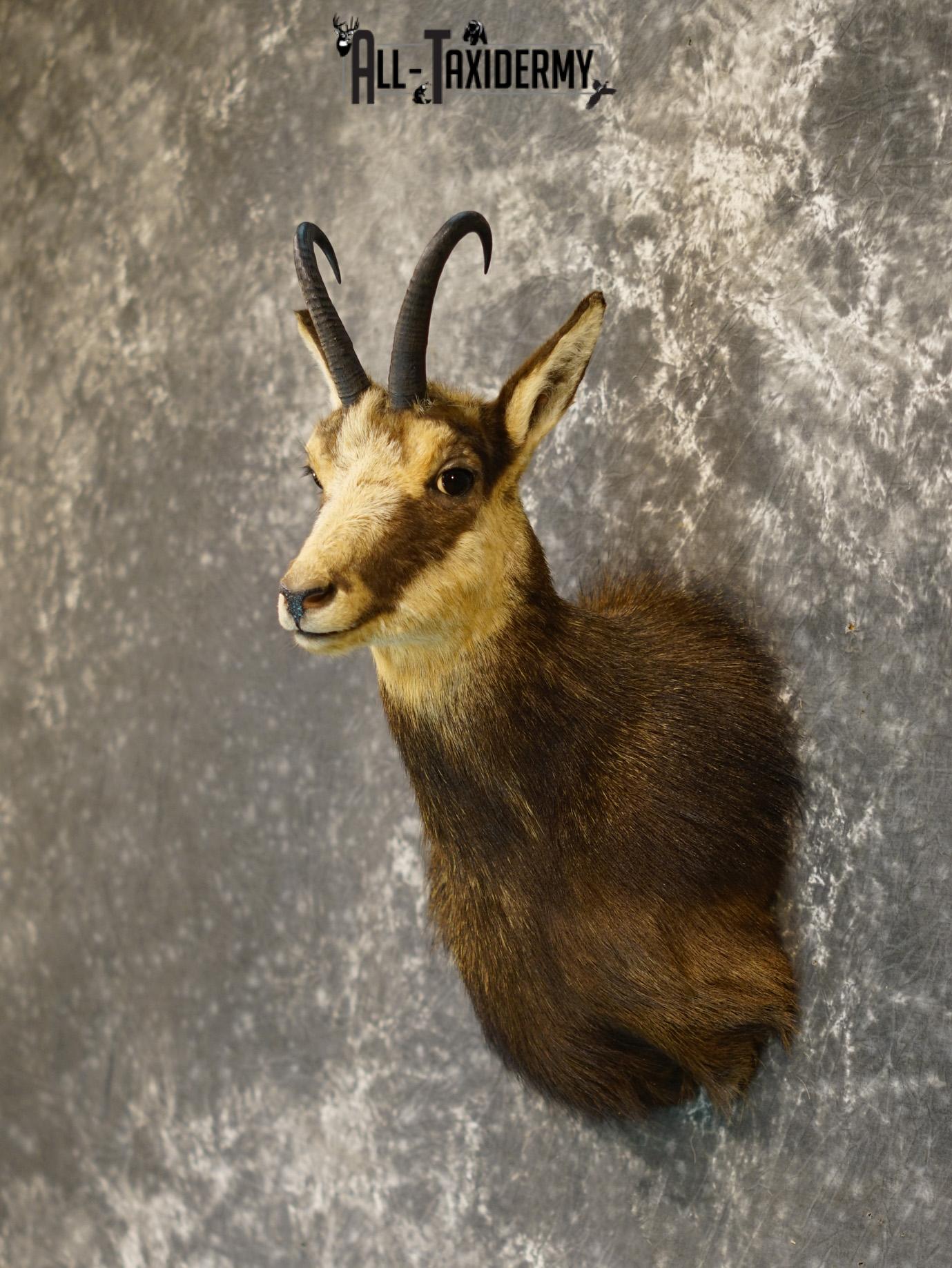 Balkan Chamois Taxidermy Bronze Shoulder Mount SKU 2214 - Image 7