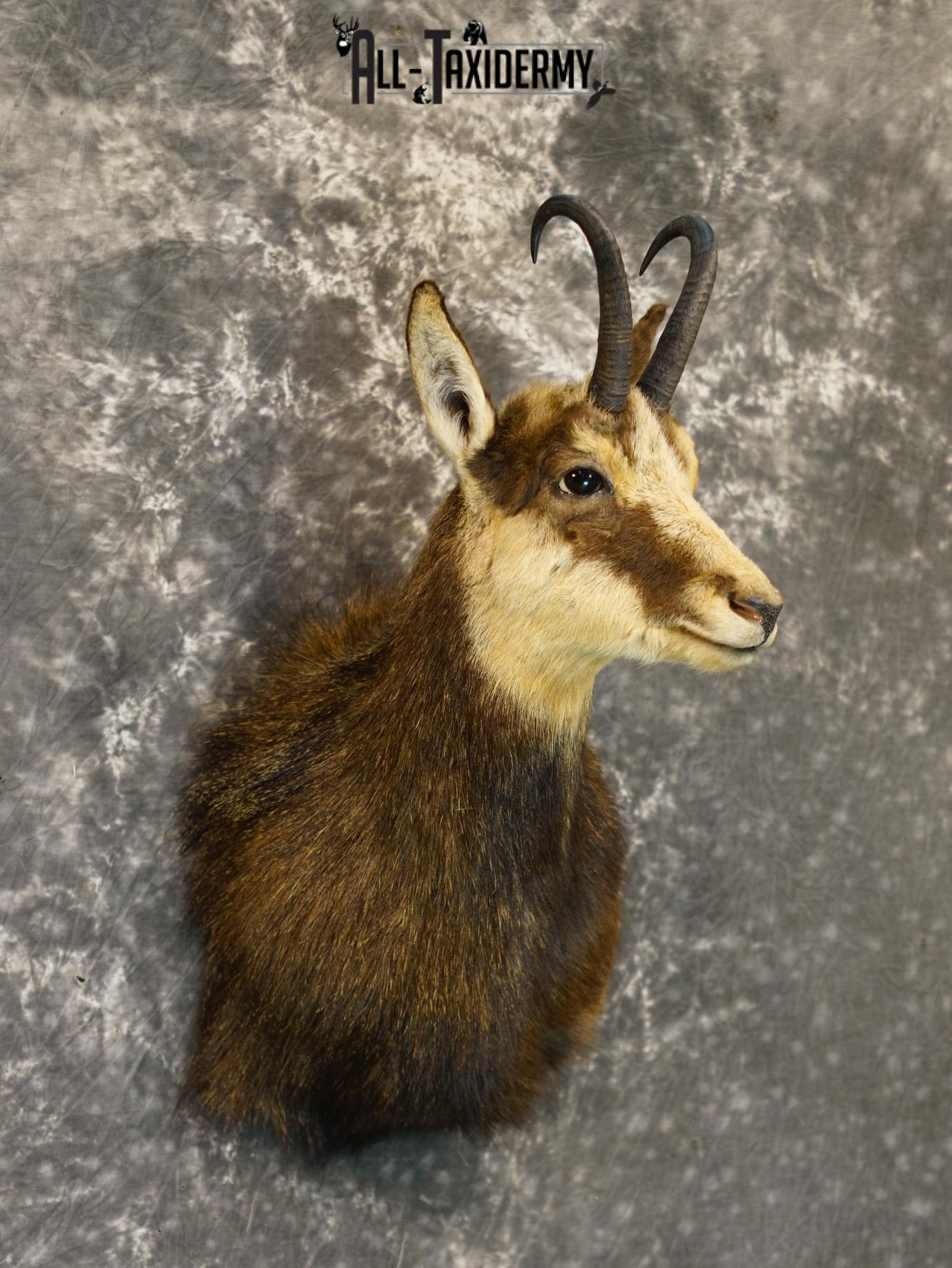 Balkan Chamois Taxidermy Bronze Shoulder Mount SKU 2214 - Image 6