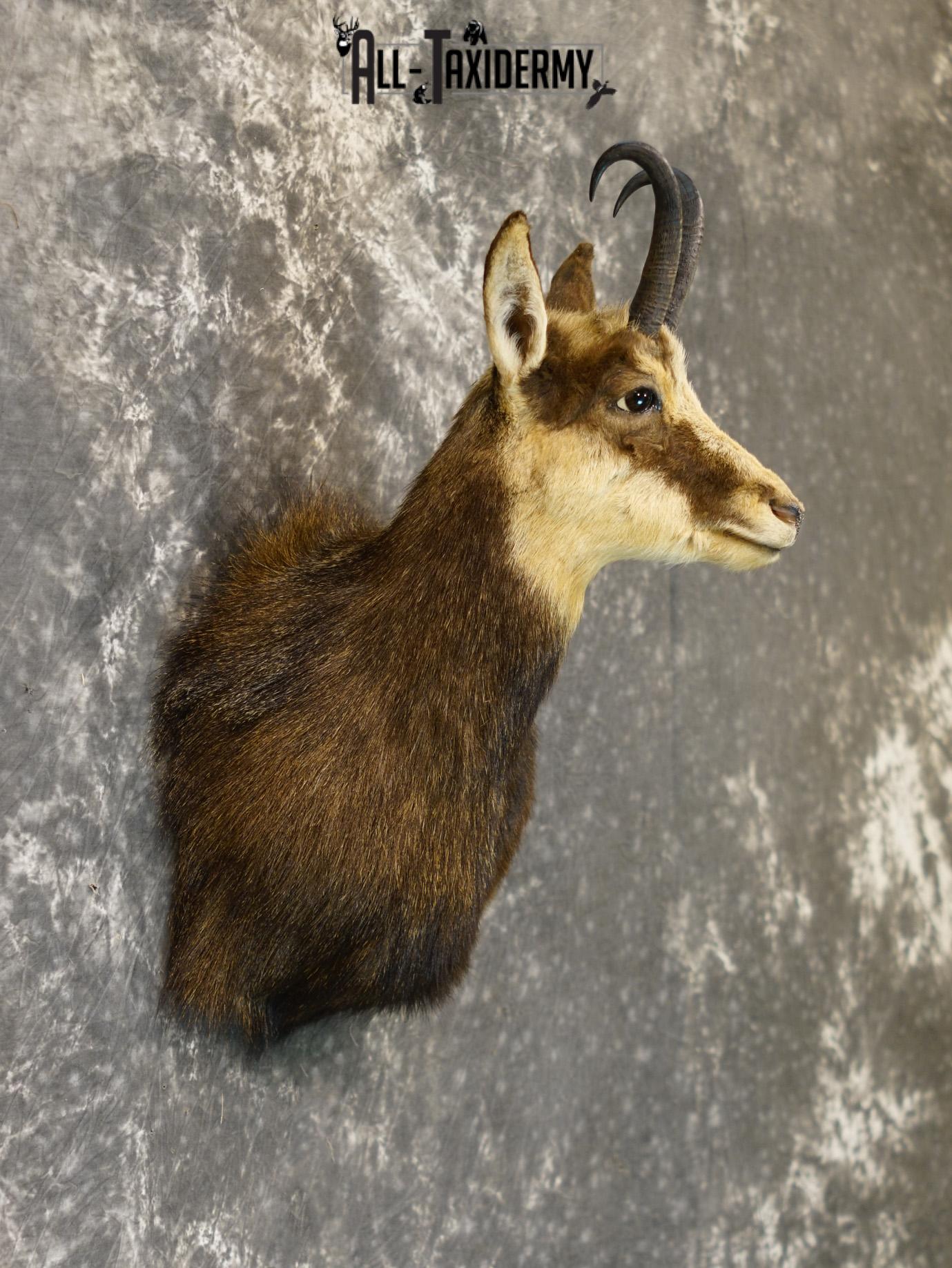 Balkan Chamois Taxidermy Bronze Shoulder Mount SKU 2214 - Image 5