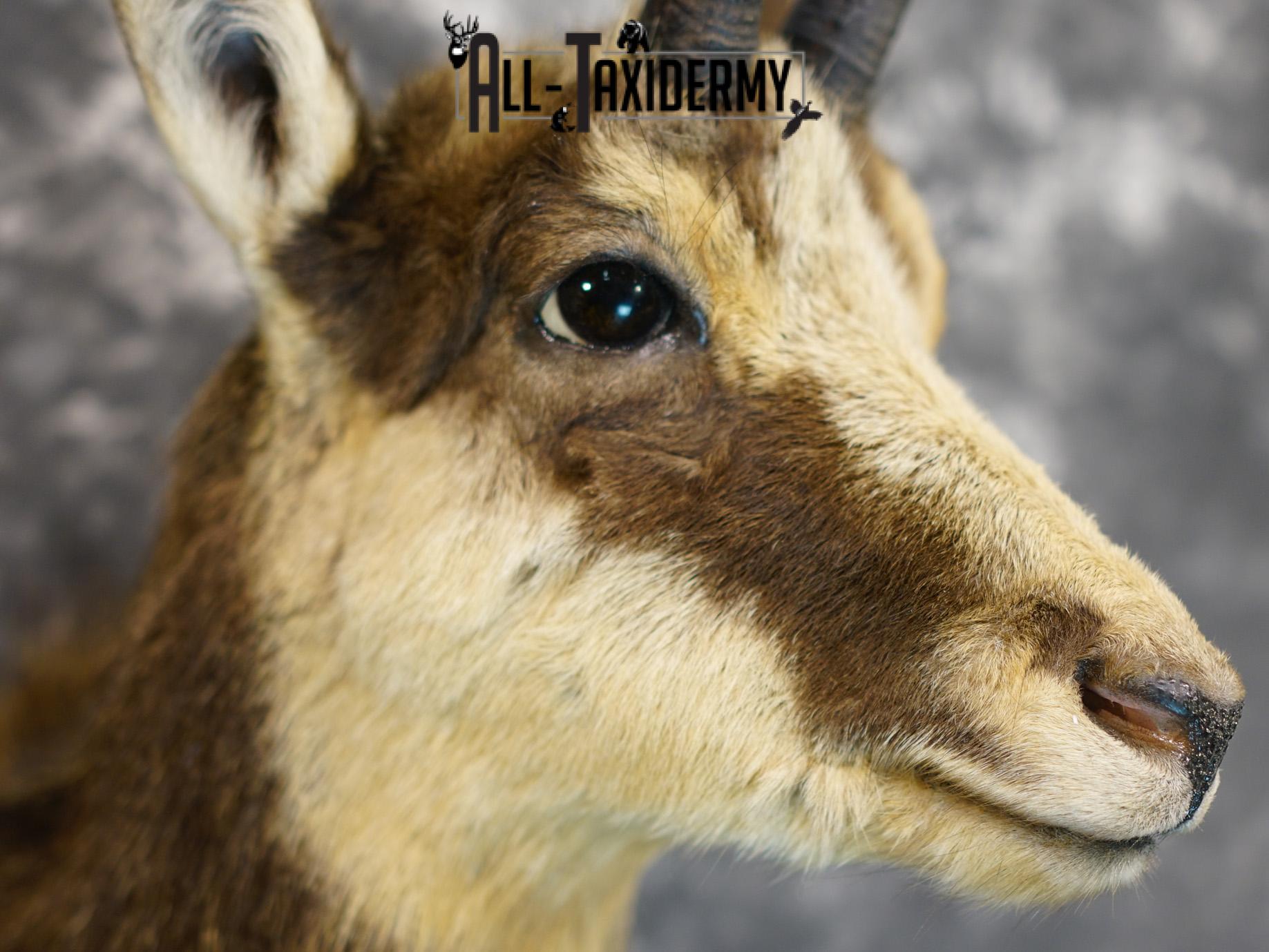 Balkan Chamois Taxidermy Bronze Shoulder Mount SKU 2214 - Image 4