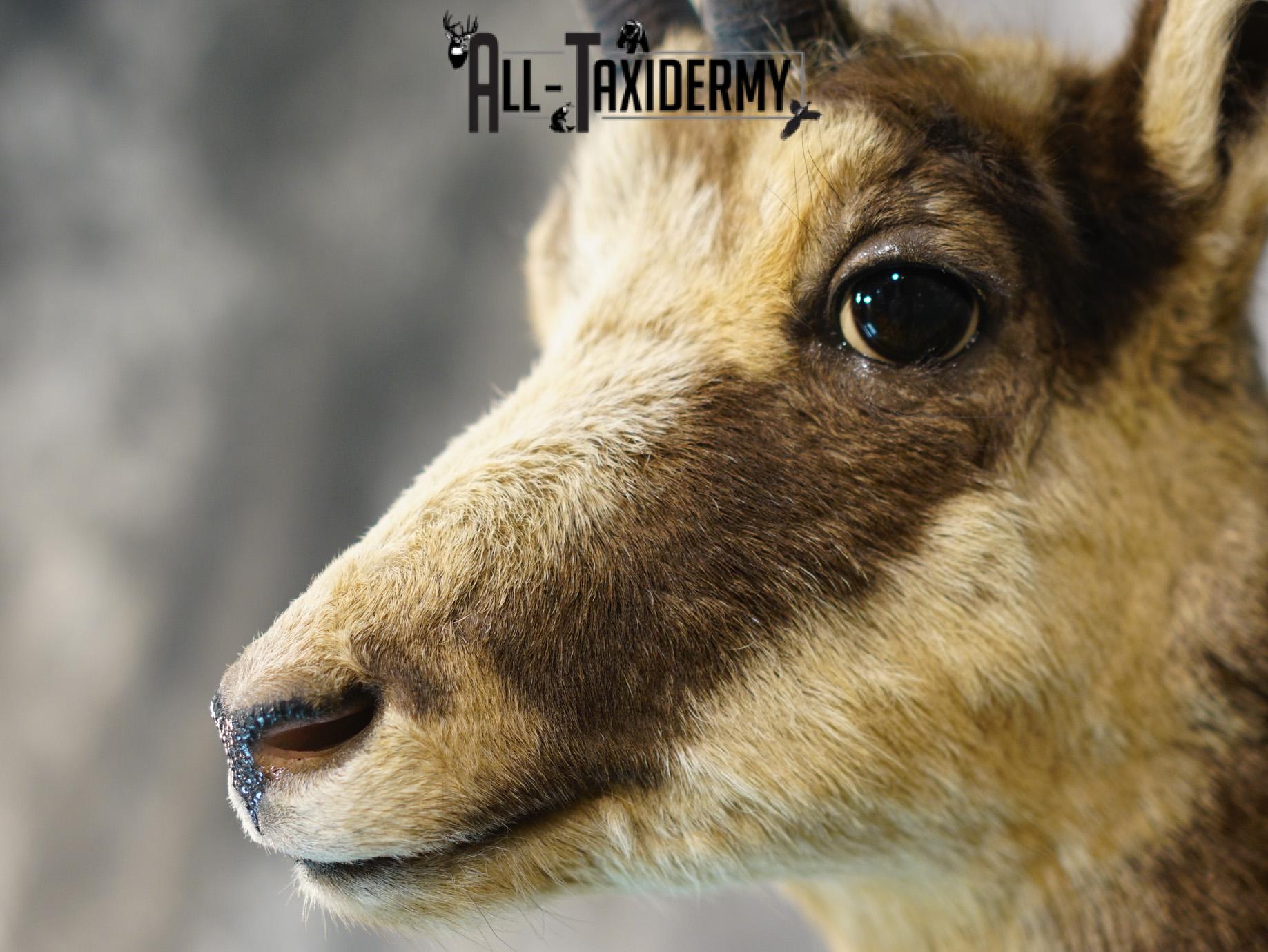 Balkan Chamois Taxidermy Bronze Shoulder Mount SKU 2214 - Image 3