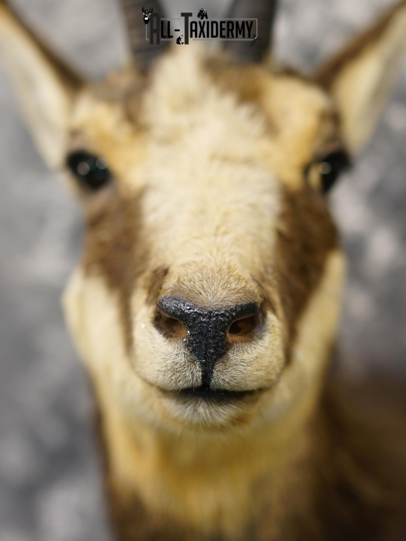 Balkan Chamois Taxidermy Bronze Shoulder Mount SKU 2214 - Image 2