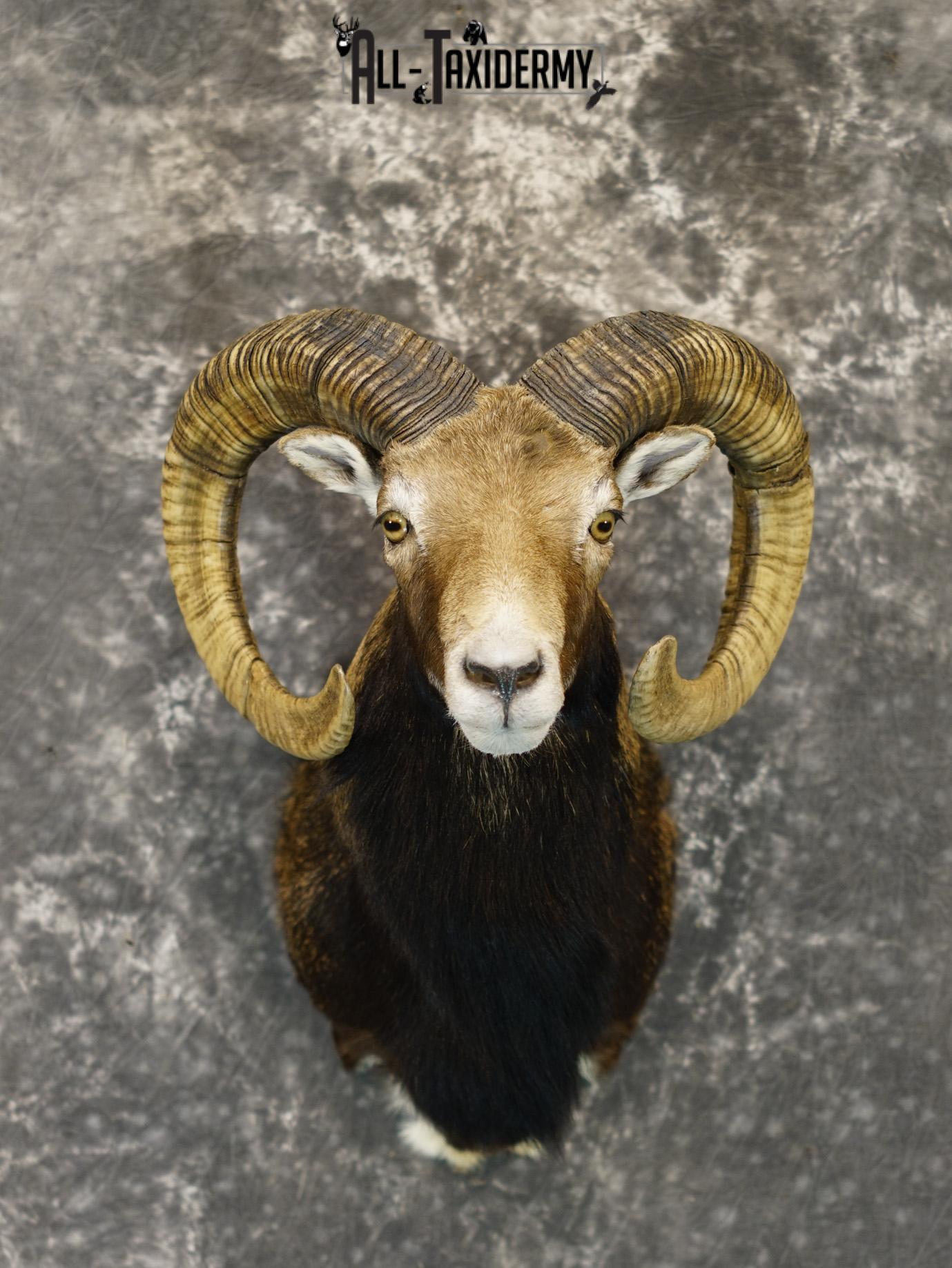 Mouflon sheep taxidermy mount for sale SKU 2192