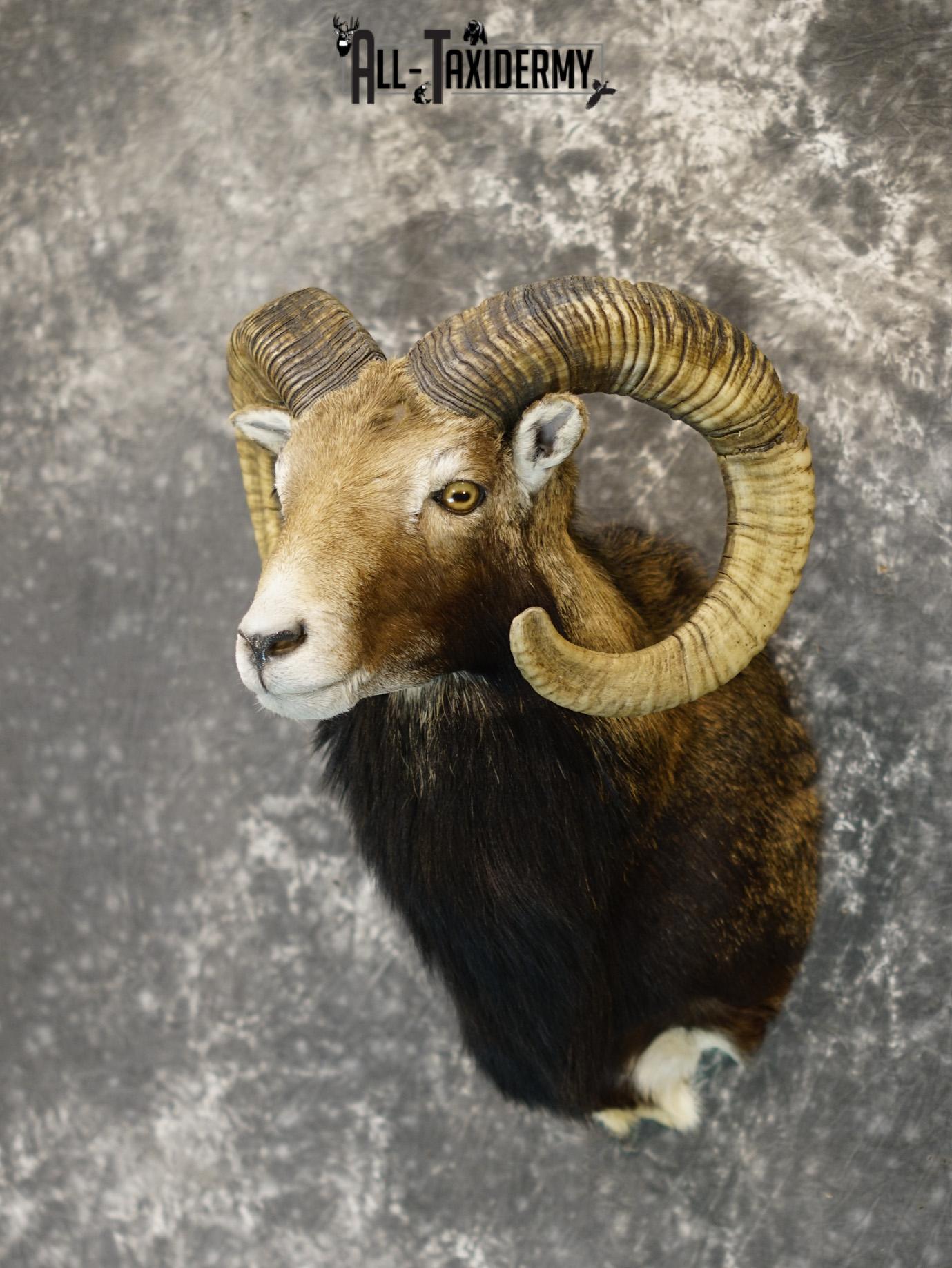 Mouflon sheep taxidermy mount for sale SKU 2192 - Image 8