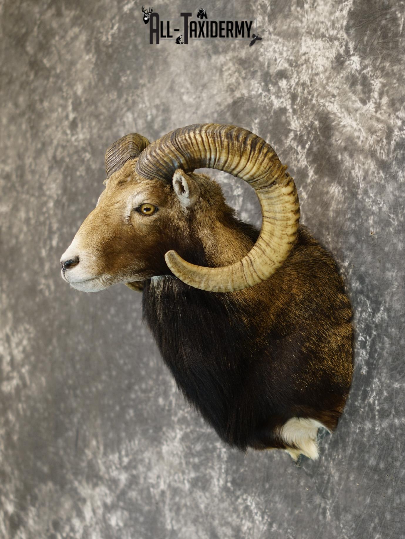 Mouflon sheep taxidermy mount for sale SKU 2192 - Image 7