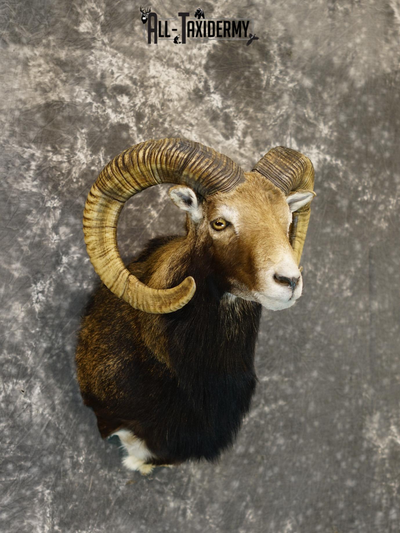 Mouflon sheep taxidermy mount for sale SKU 2192 - Image 6