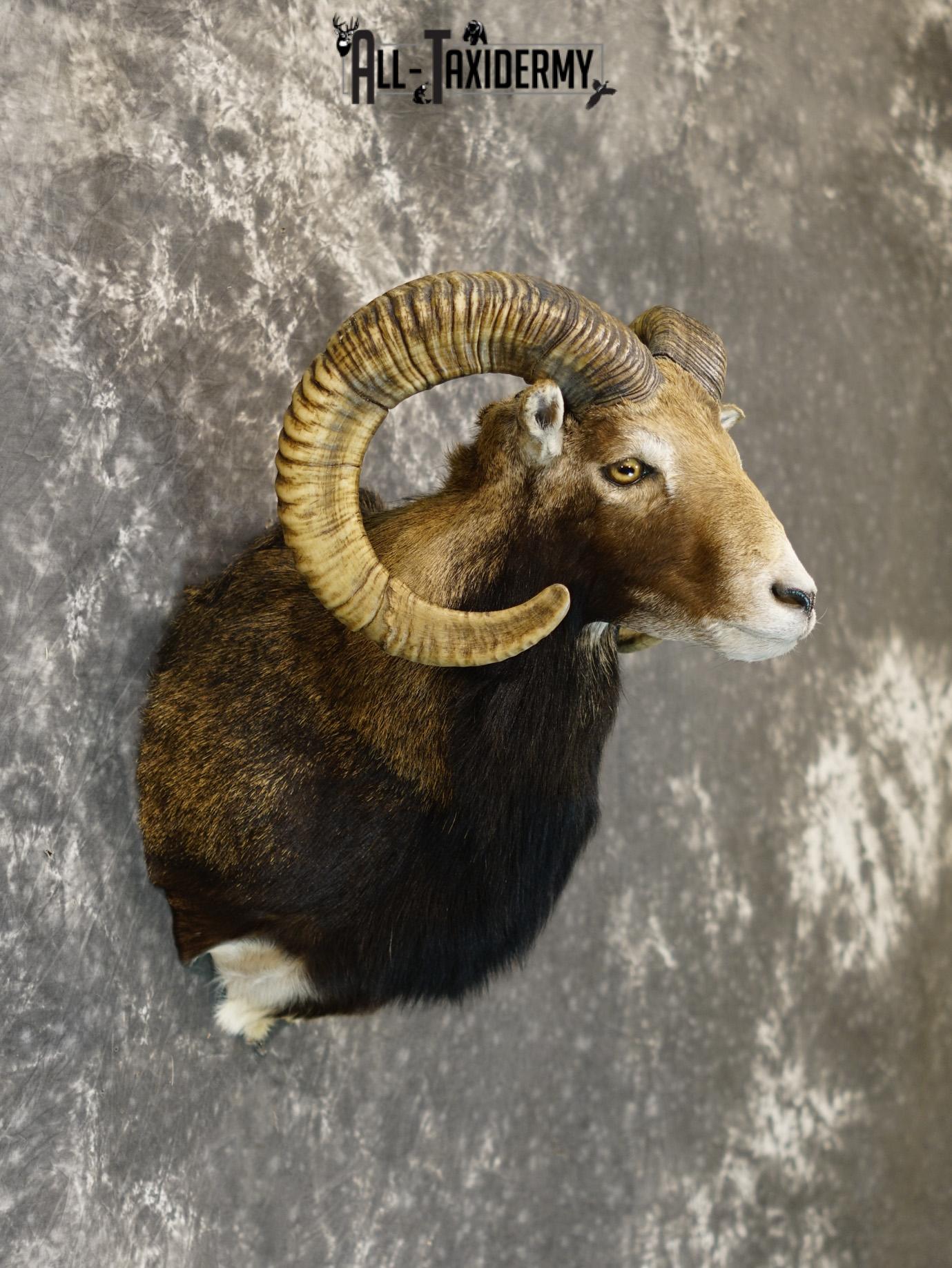 Mouflon sheep taxidermy mount for sale SKU 2192 - Image 5