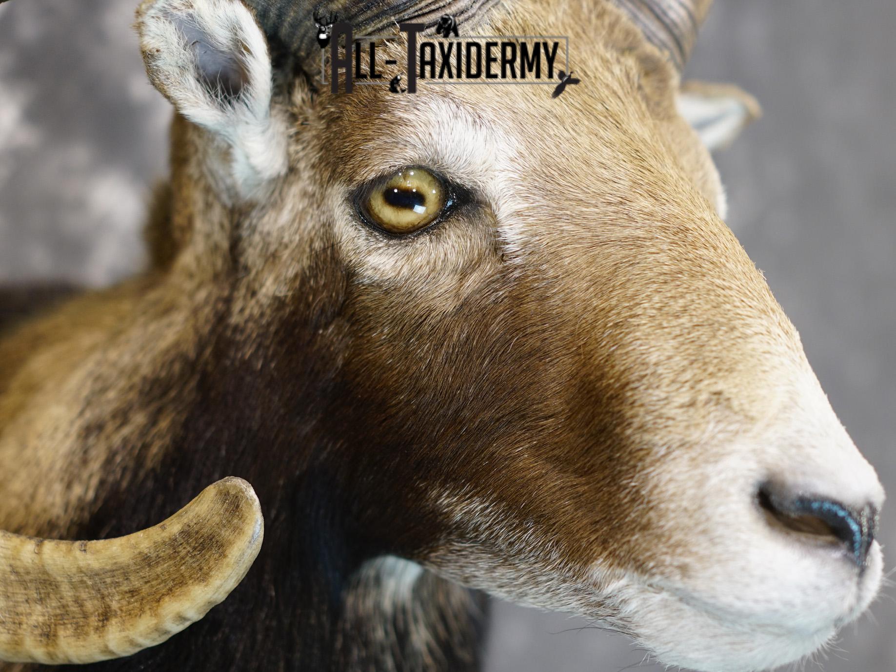 Mouflon sheep taxidermy mount for sale SKU 2192 - Image 4