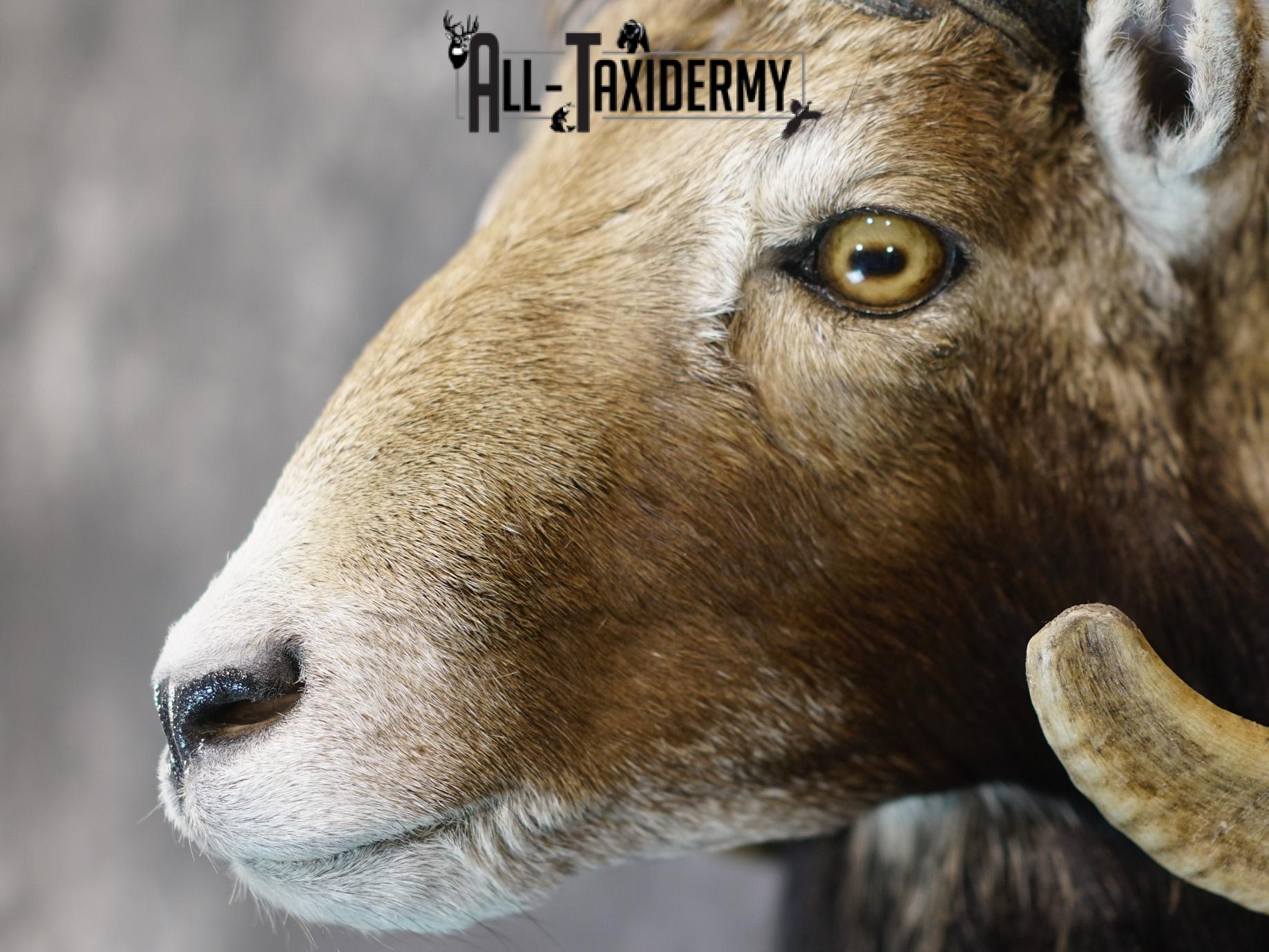 Mouflon sheep taxidermy mount for sale SKU 2192 - Image 3