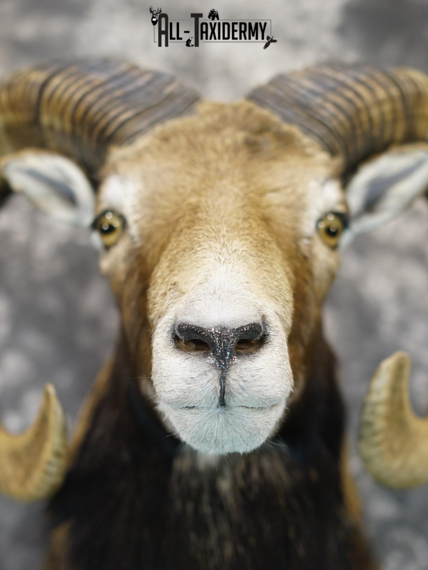 Mouflon sheep taxidermy mount for sale SKU 2192 - Image 2