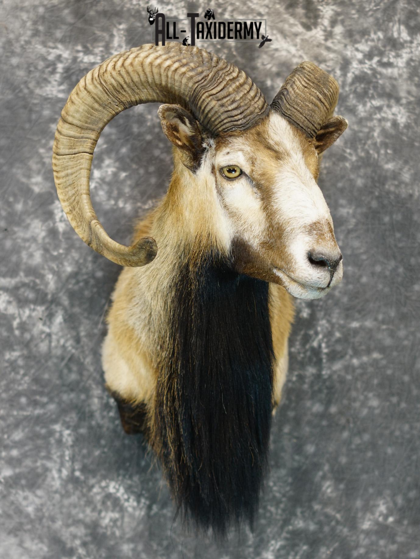 Mouflon sheep taxidermy shoulder mount for sale SKU 2191