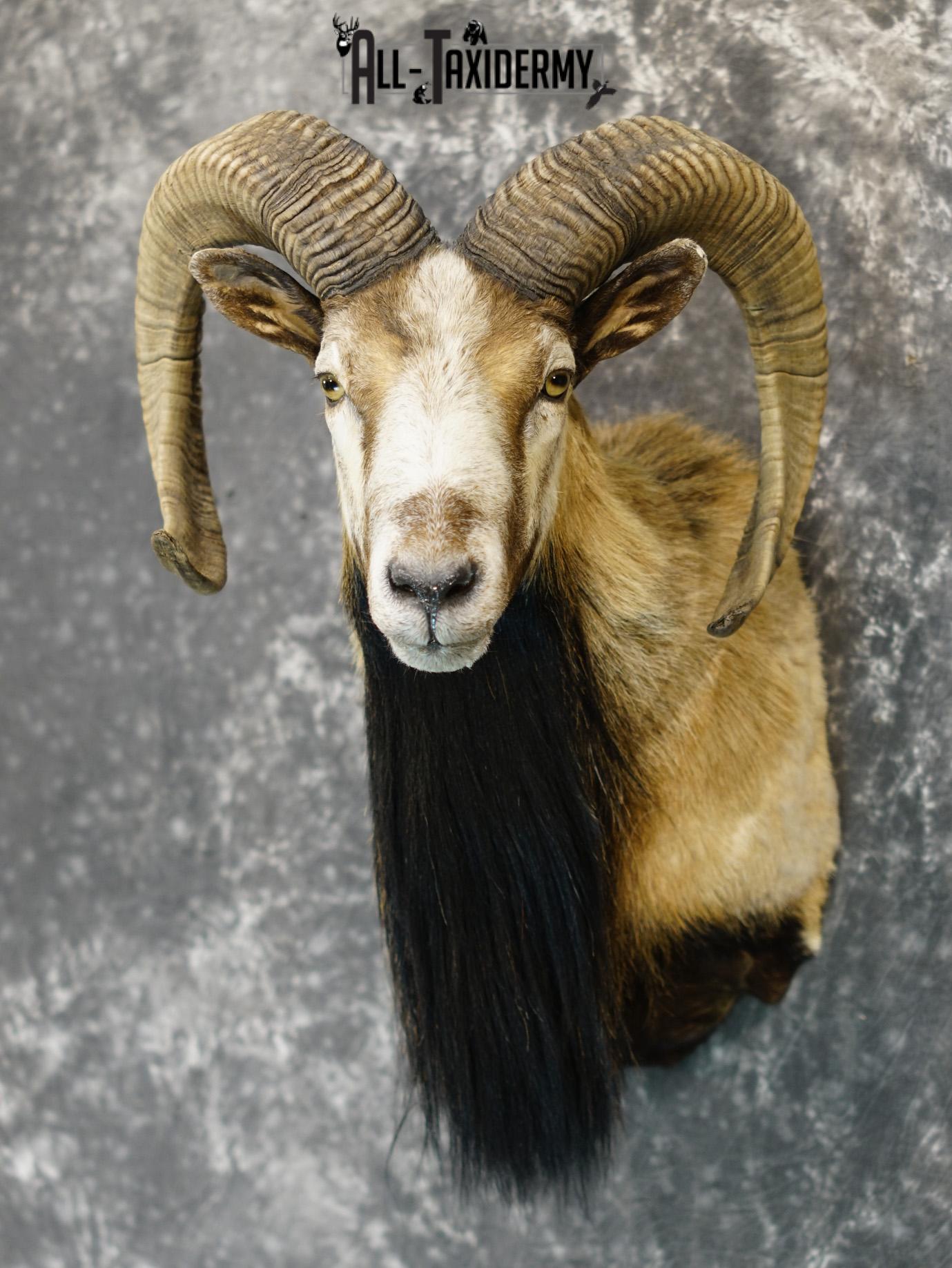 Mouflon sheep taxidermy shoulder mount for sale SKU 2191 - Image 9