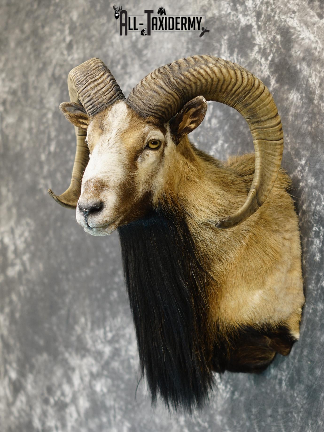 Mouflon sheep taxidermy shoulder mount for sale SKU 2191 - Image 8