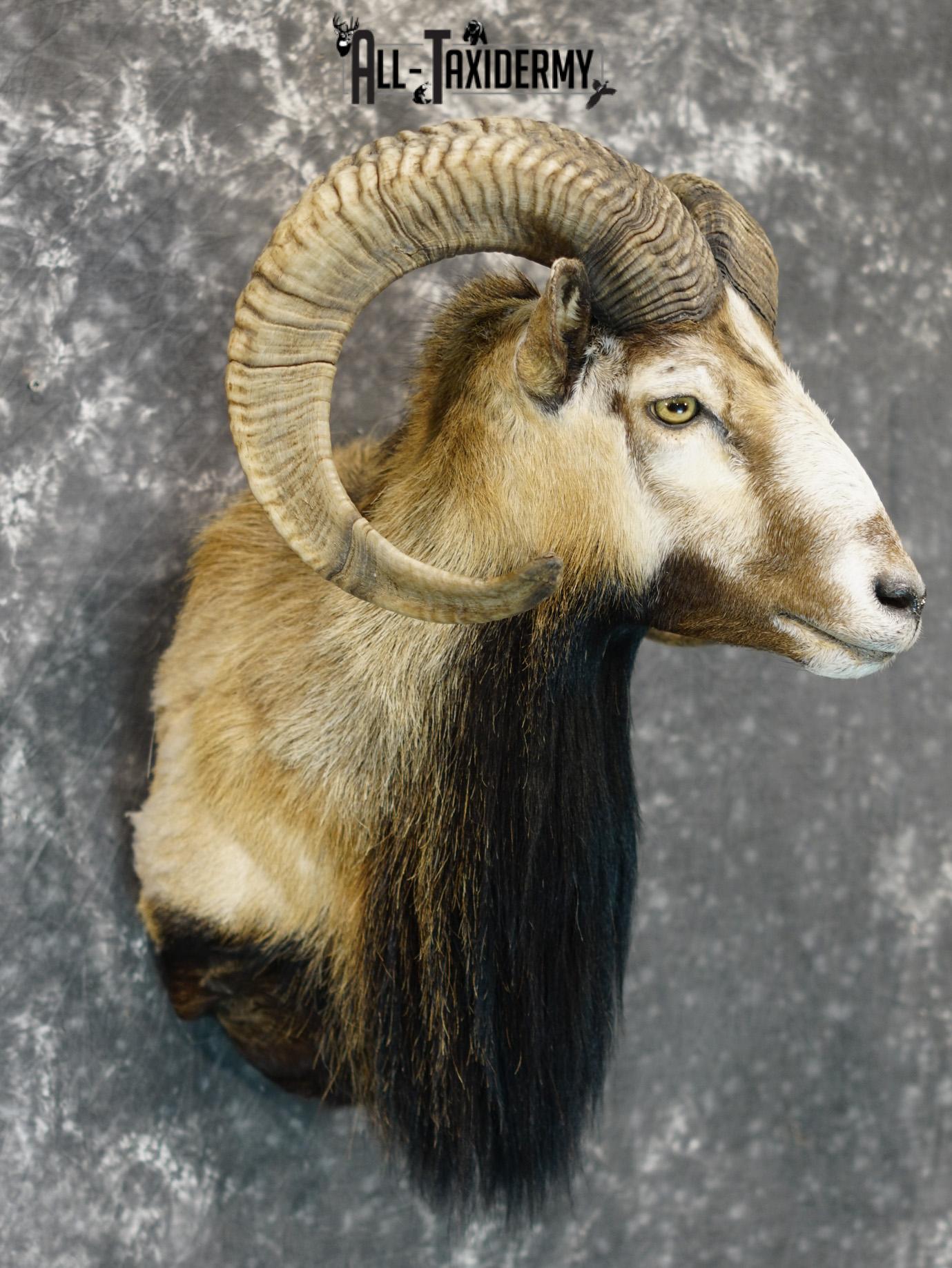 Mouflon sheep taxidermy shoulder mount for sale SKU 2191 - Image 7
