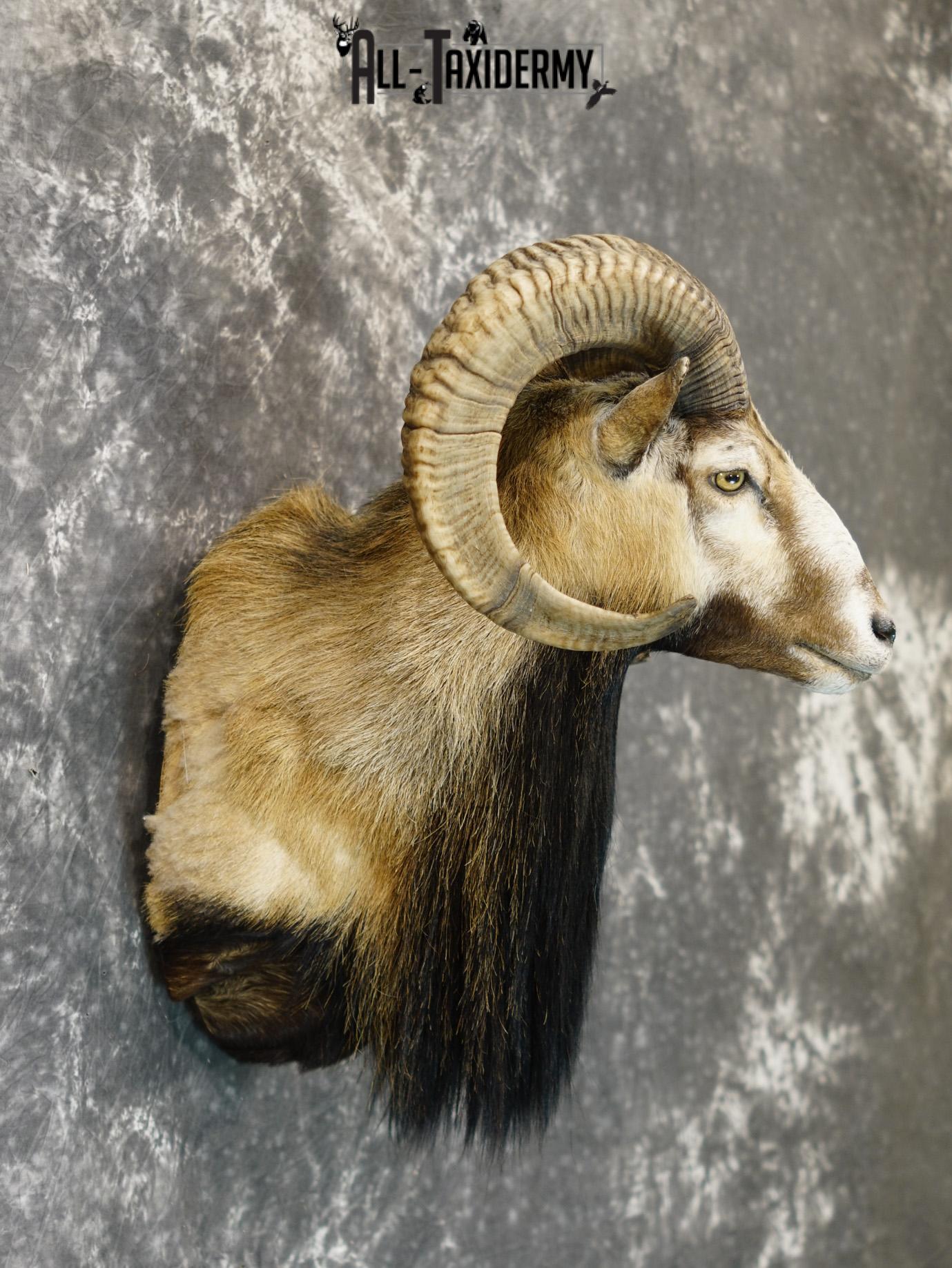 Mouflon sheep taxidermy shoulder mount for sale SKU 2191 - Image 6