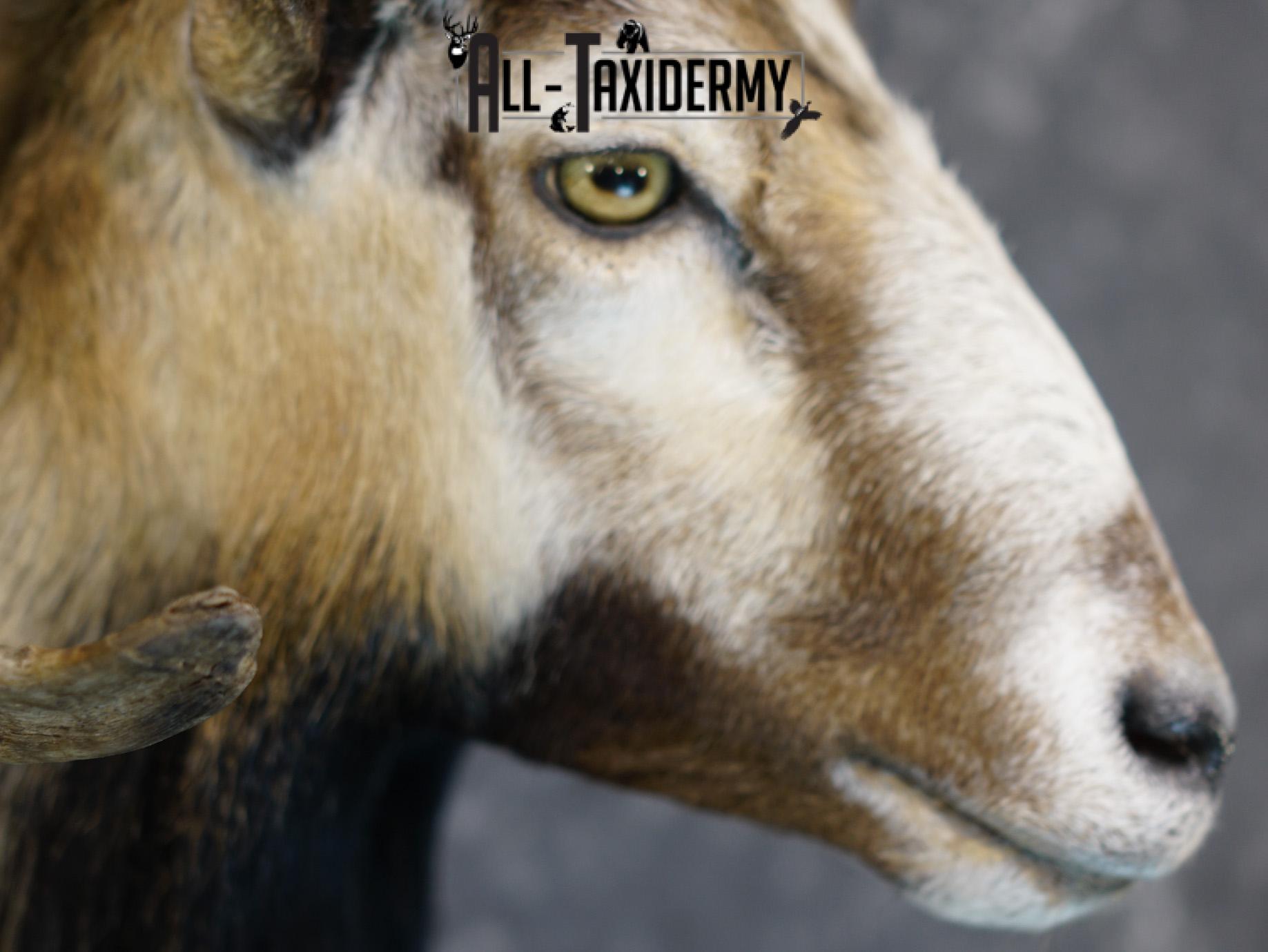 Mouflon sheep taxidermy shoulder mount for sale SKU 2191 - Image 5